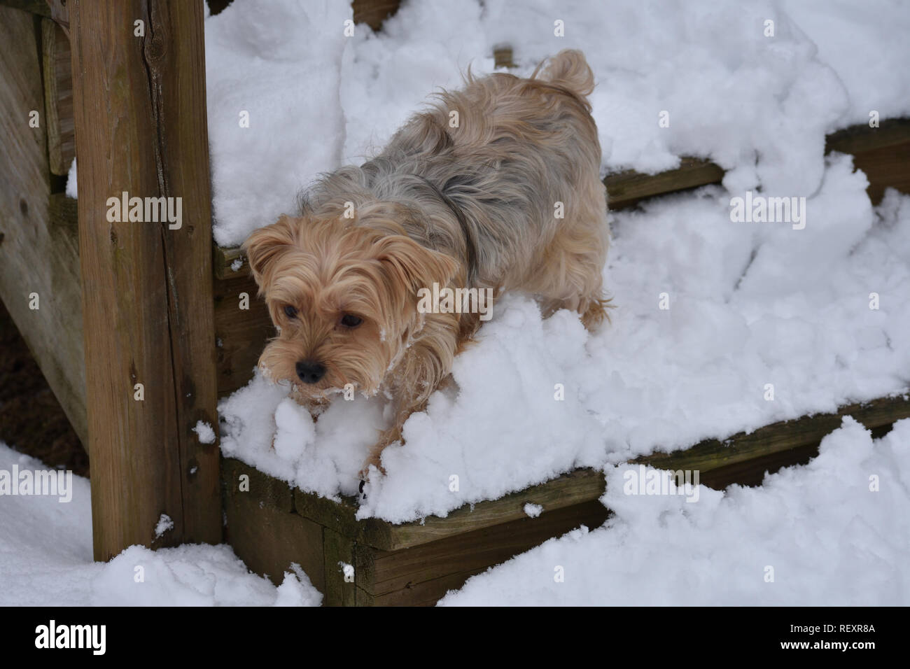 Schnee Yorkie Stockfoto
