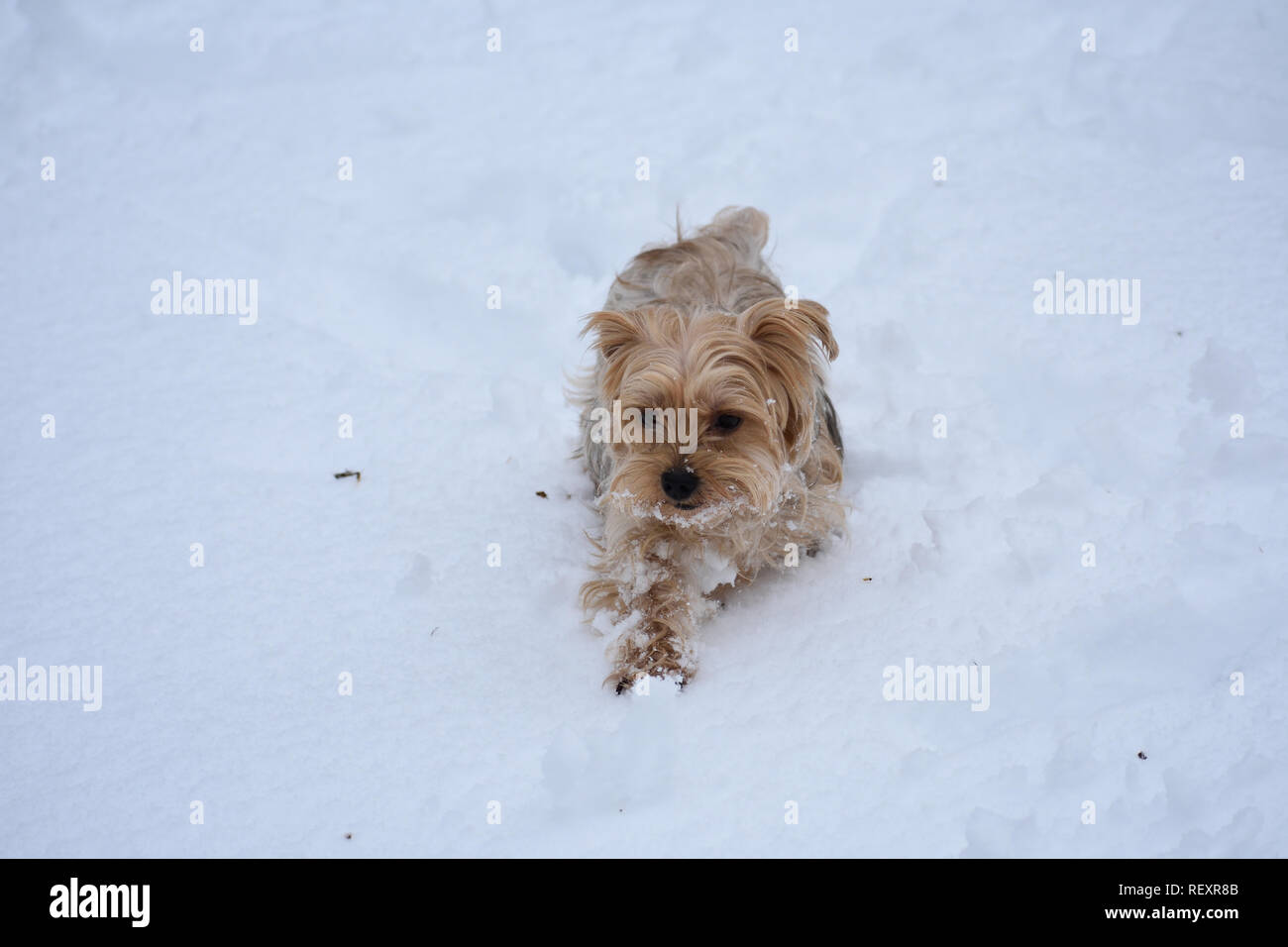 Schnee Yorkie Stockfoto