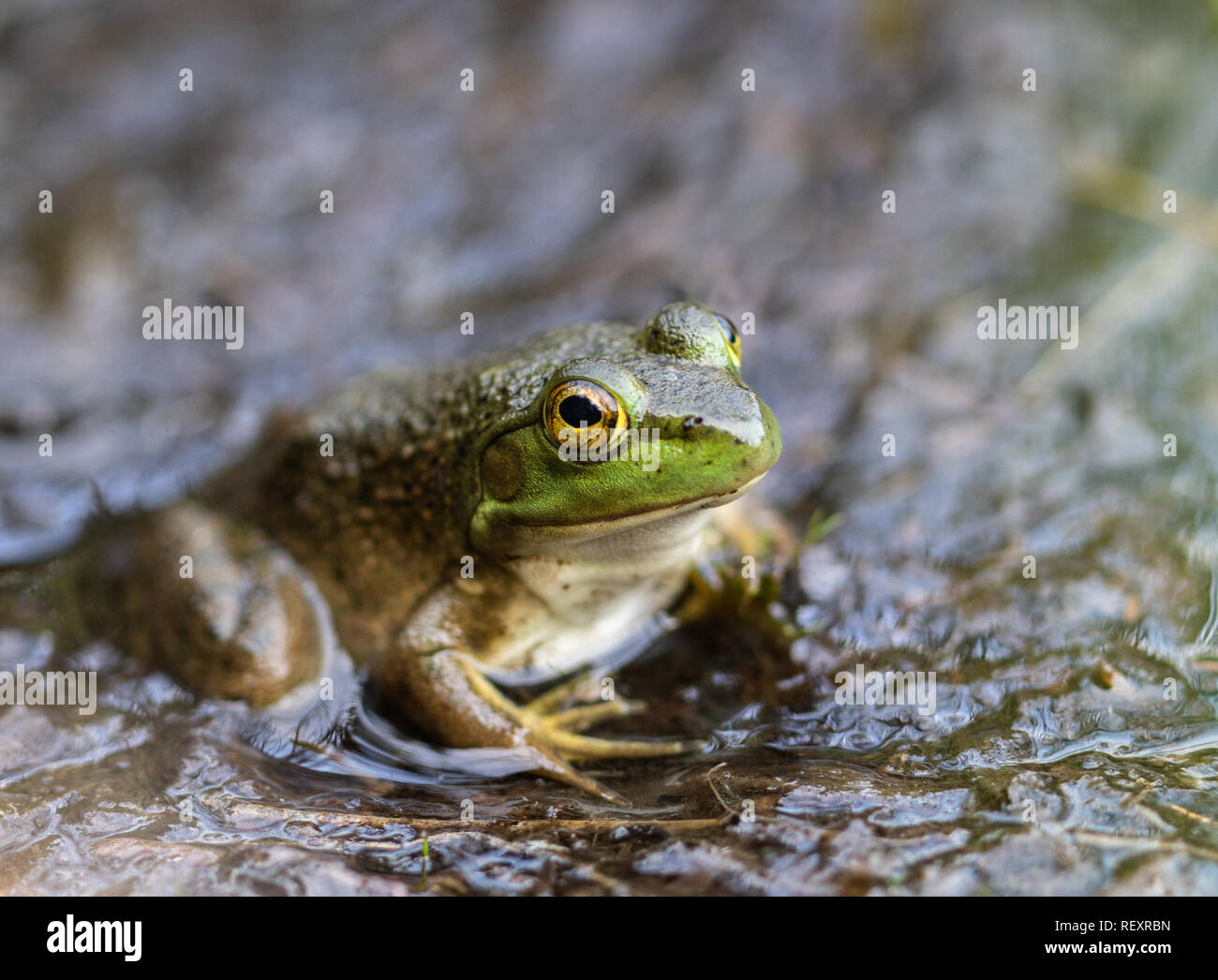 Amerikanische Ochsenfrosch am Rande eines Teiches in Algonquin Park Stockfoto