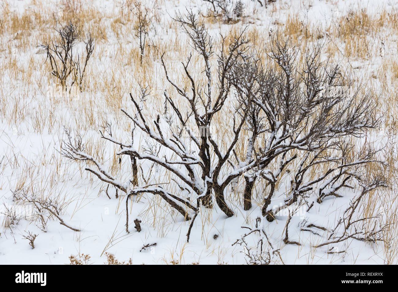 Feuer geschwärzten Sagebrush, stark gegen eine verschneite November Landschaft im Süden von Theodore Roosevelt National Park, North Dakota, USA Stockfoto