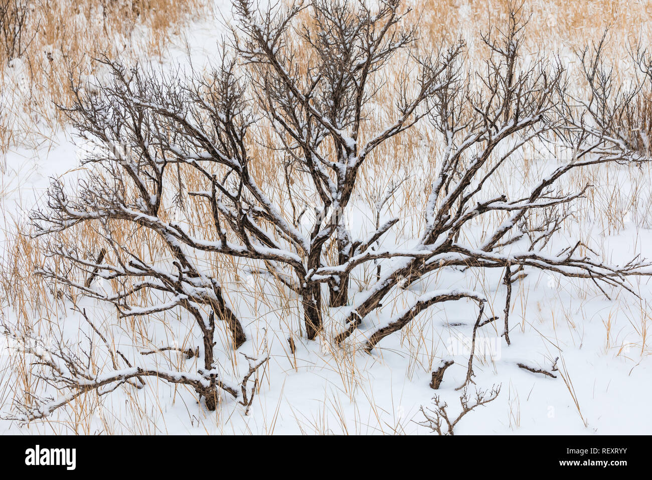 Feuer geschwärzten Sagebrush, stark gegen eine verschneite November Landschaft im Süden von Theodore Roosevelt National Park, North Dakota, USA Stockfoto