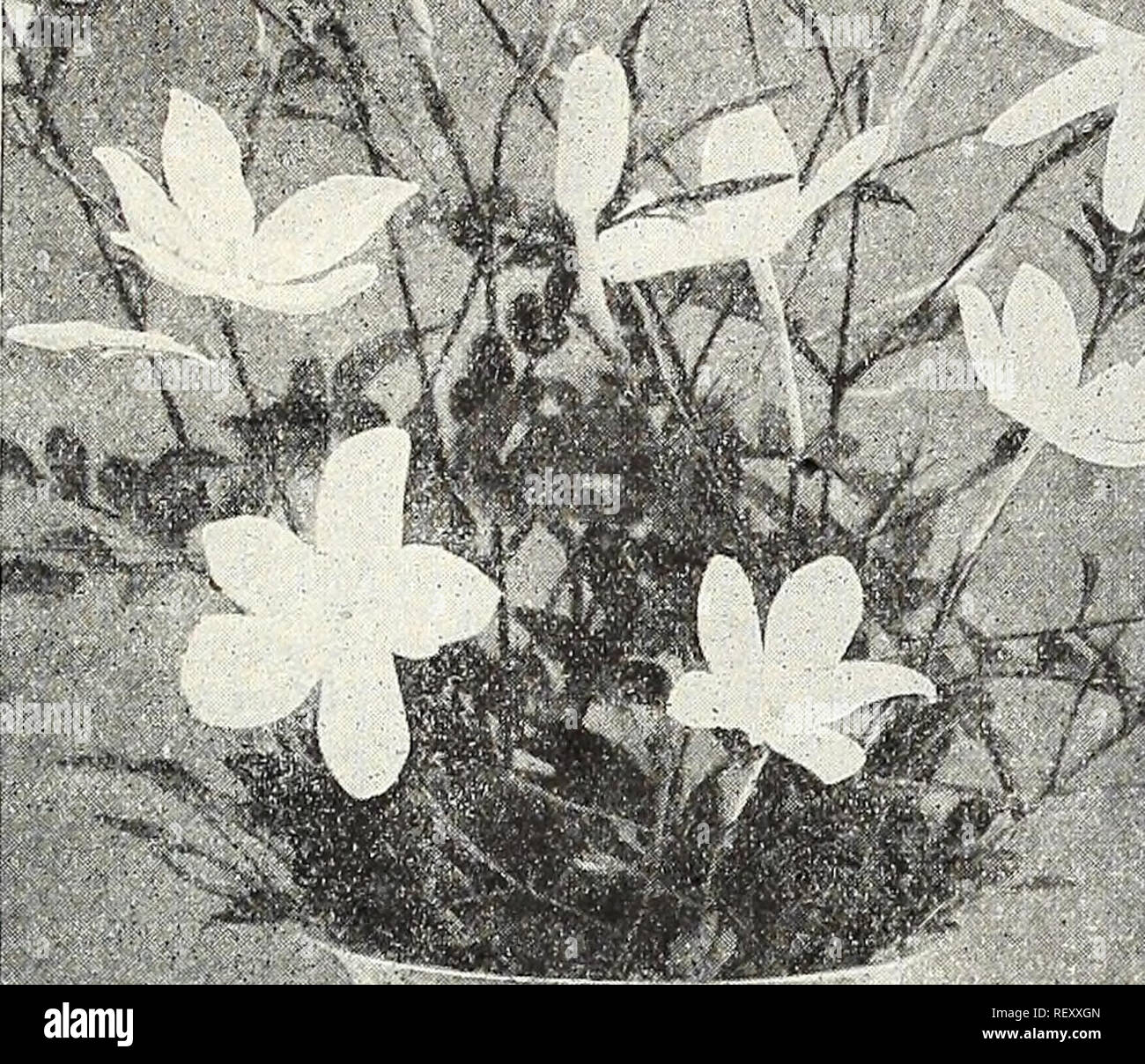 Dreer Hochsommer Liste 1931 Blumen Samen Kataloge Obst Gemuse Samen Samen Kataloge Kataloge Baumschulen Gartenbau Kataloge