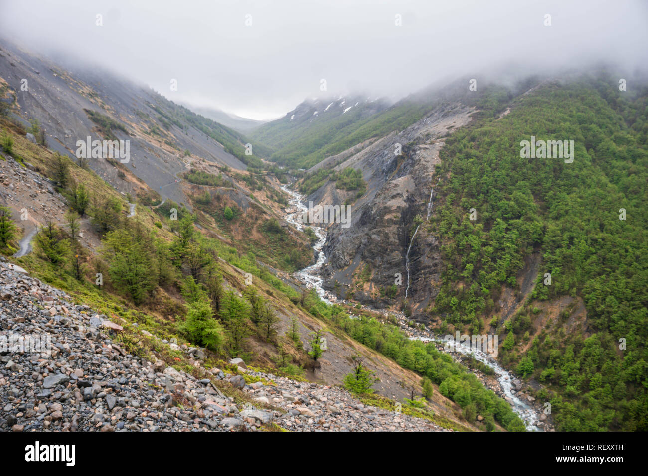 Tier- und Pflanzenwelt und Natur im Parque Torres del Paine, Chile, Patagonien Stockfoto