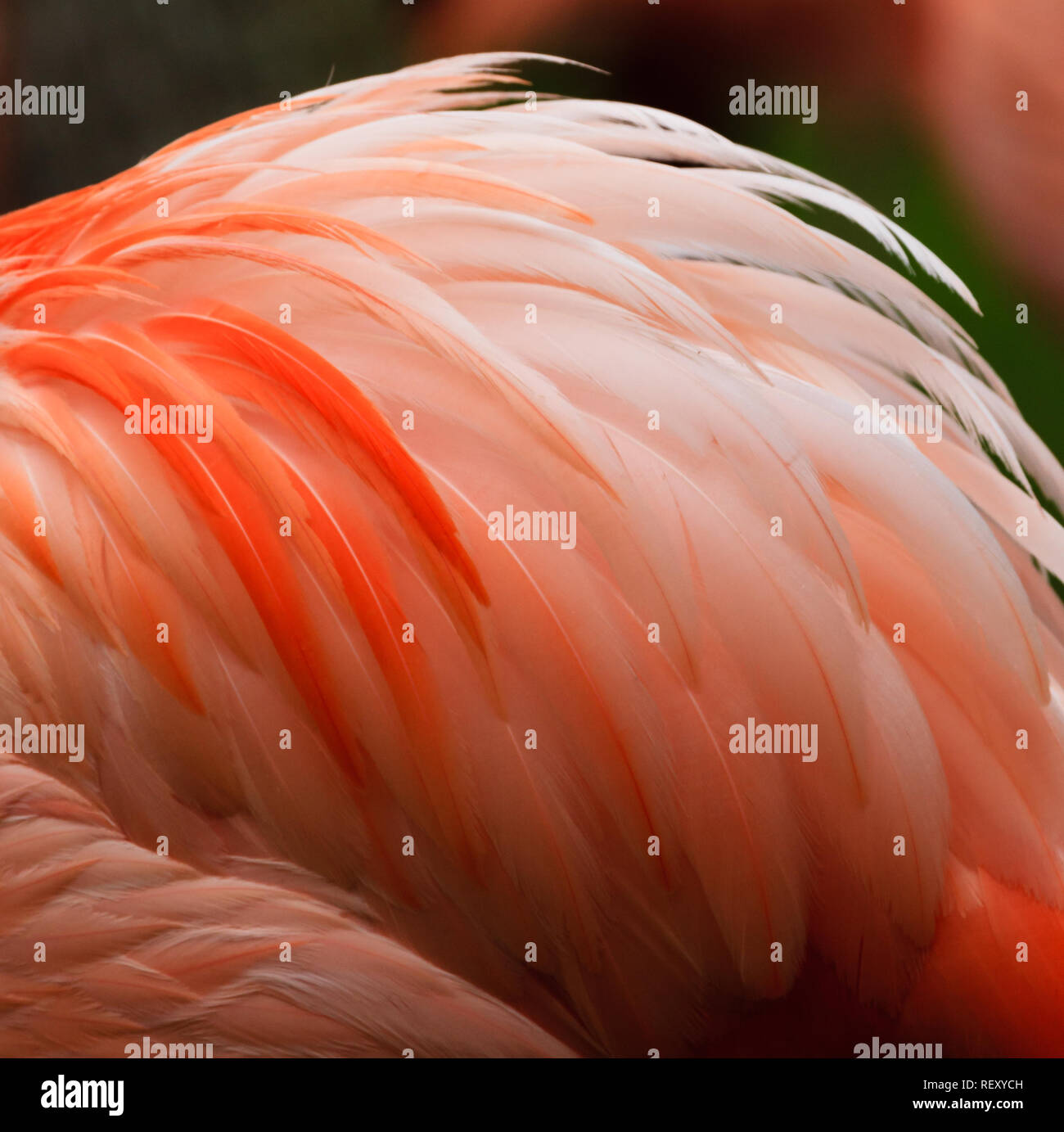 Flamingo Federn, Nahaufnahme Stockfoto