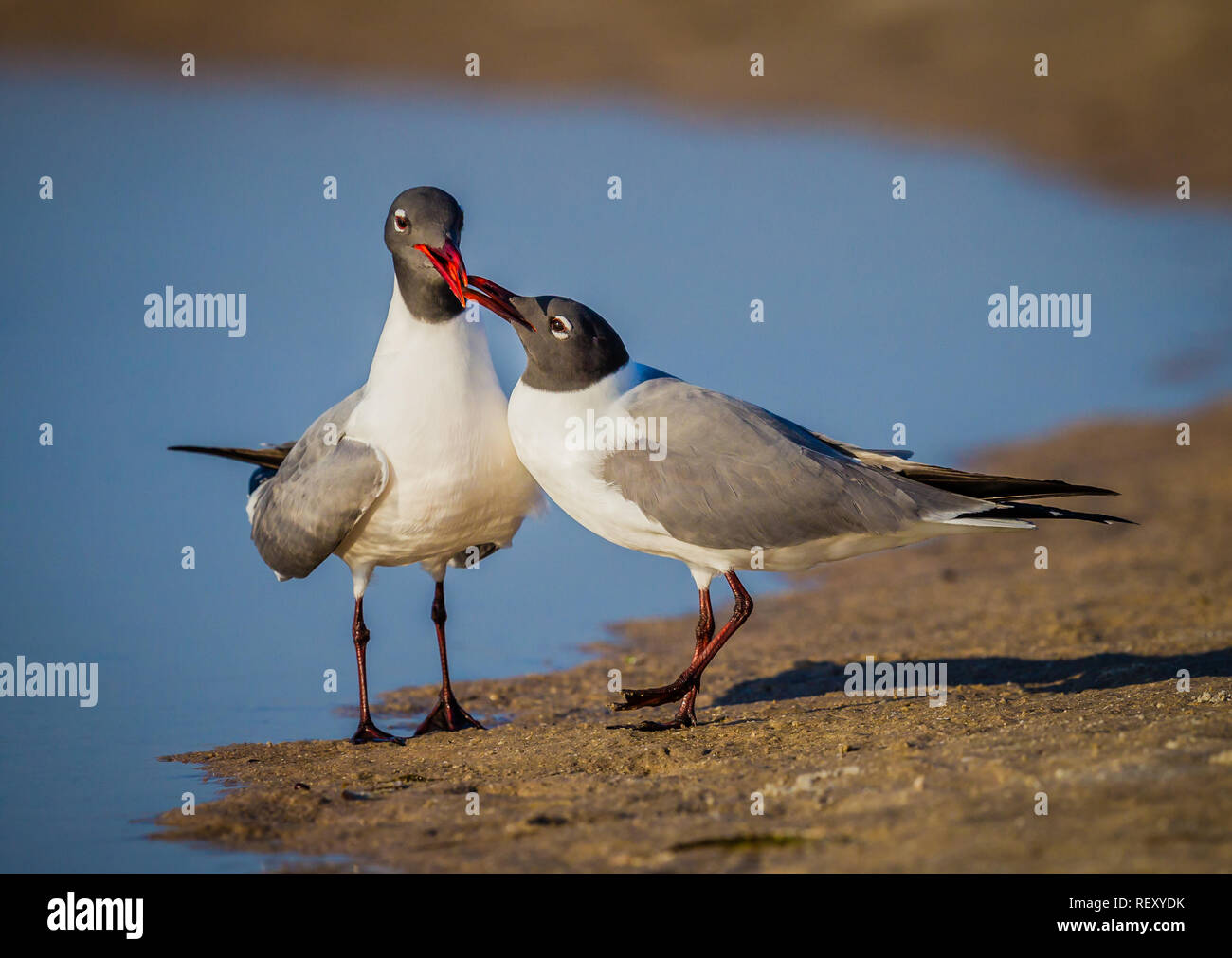 Küssen schwarz vorangegangen Möwen-1 Stockfoto