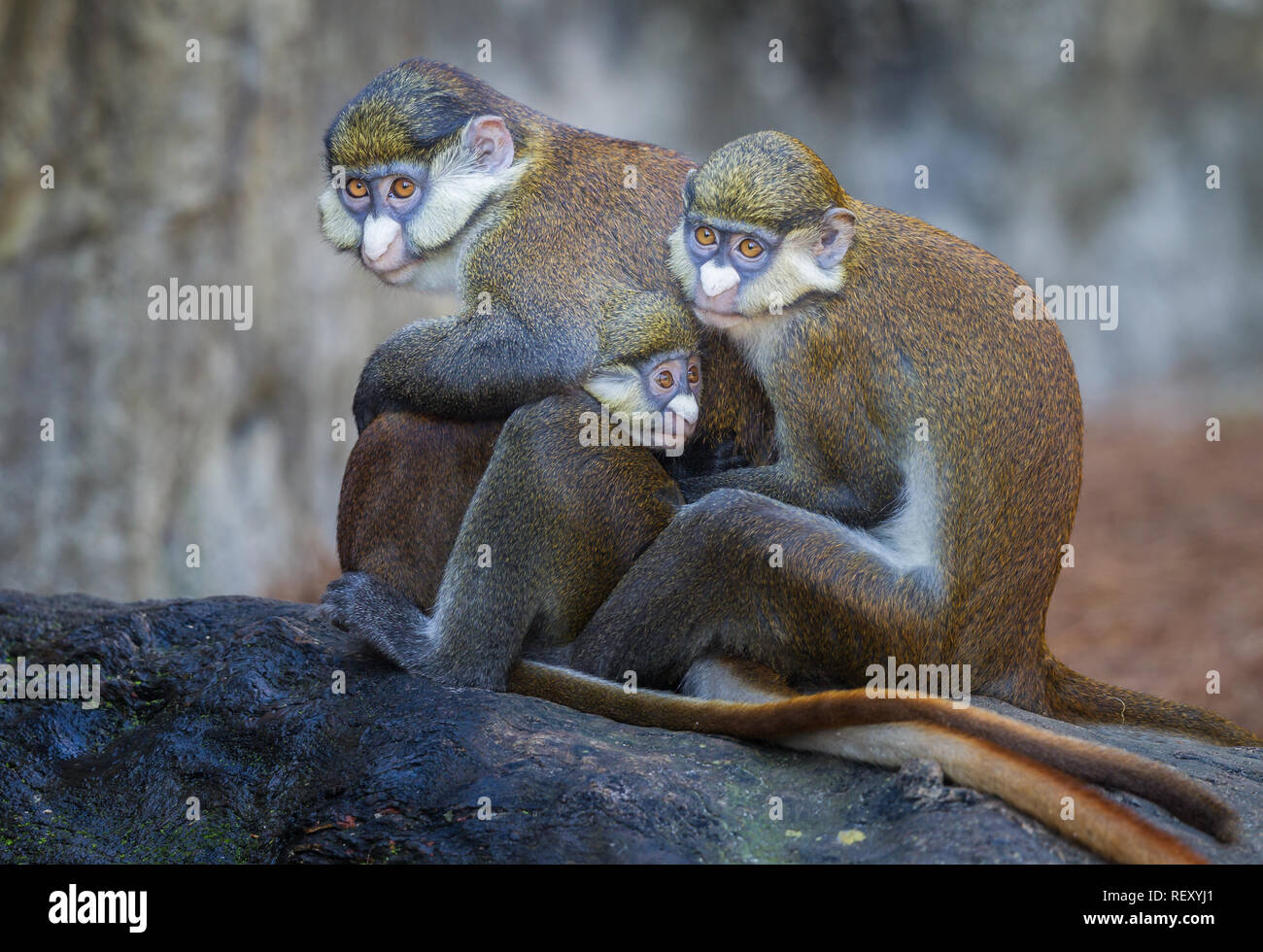 Red tailed Guenon monkey Familie in Gruppe Hug Stockfoto