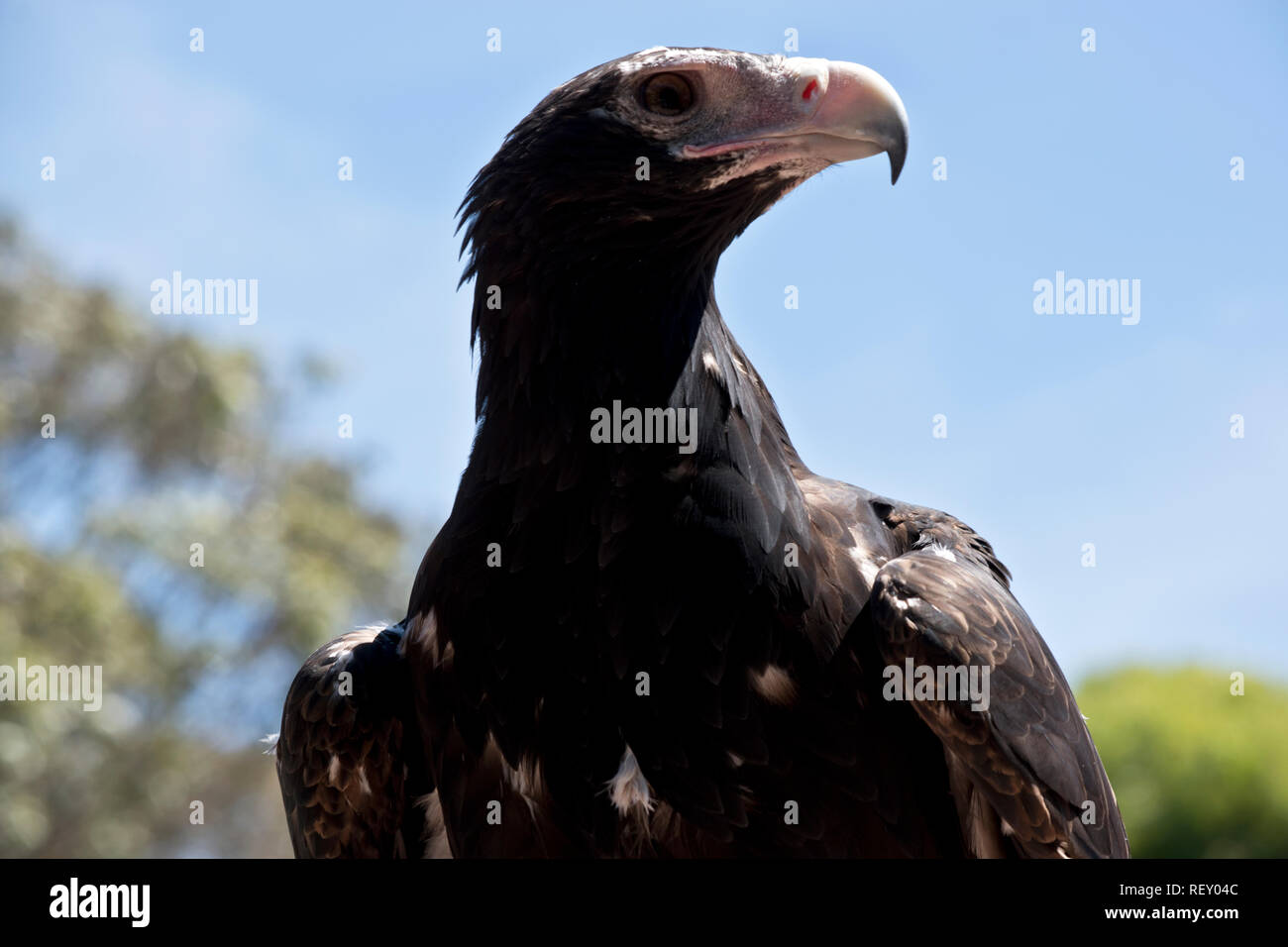 Dies ist eine Nahaufnahme eines Wedge tailed eagle Stockfoto