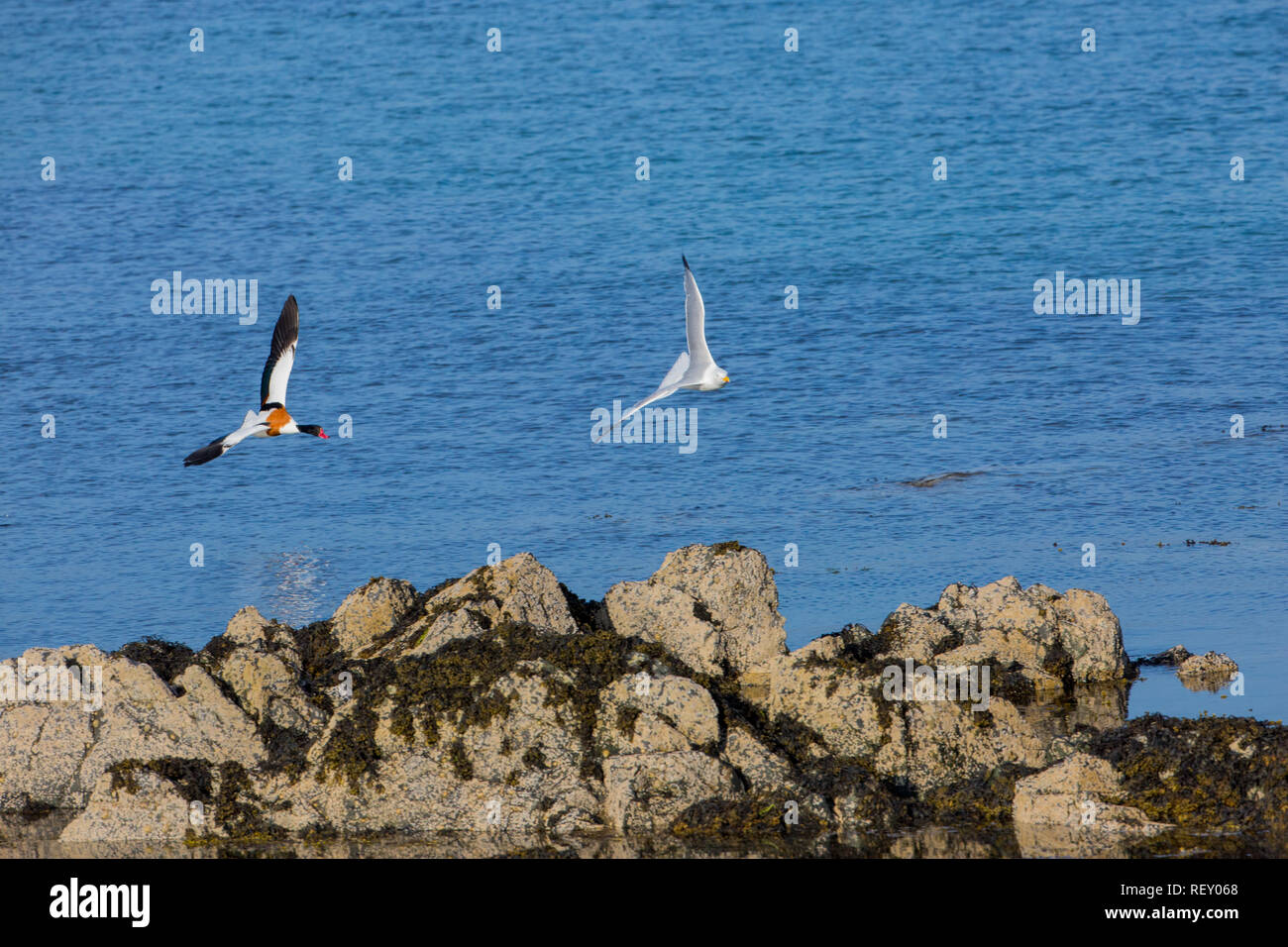 Brandente (Tadorna tadorna), männlich oder Sheldrake, die Silbermöwe (Larus argentatus), die bedrohlich wurde eine Brut der vor kurzem geschlüpft. ​ shelducklings Stockfoto