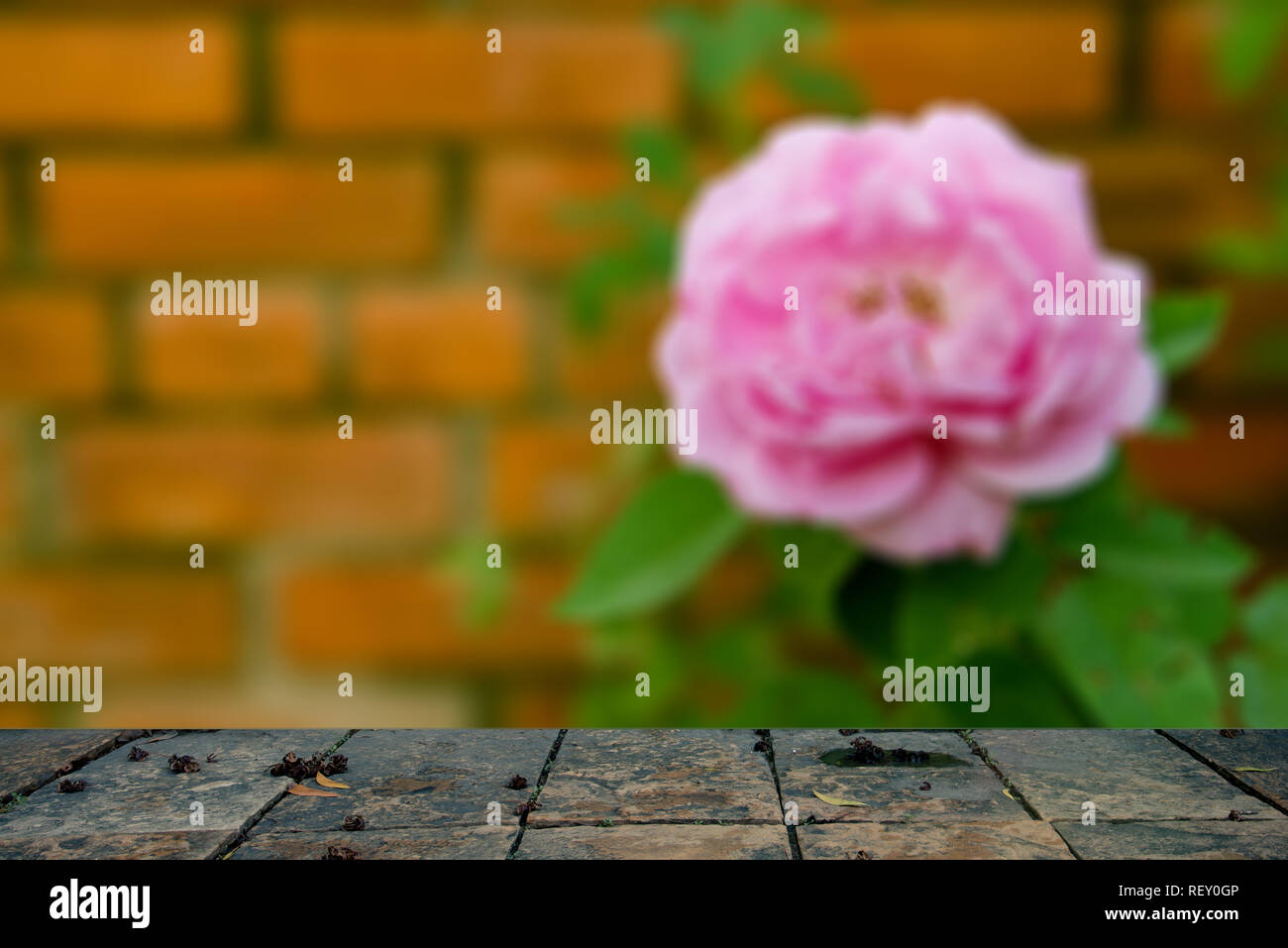 Verschwommenen Hintergrund auf einem Betonboden. Die Wand Hintergrundbild Blume auf dem Fußboden Beton board Parketten Konzept Kunst Design Ideen für Interior resident Stockfoto