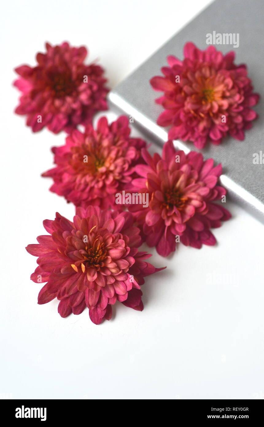 Herbst Herbst floral background mit tiefem Rot chrysantemums auf Weiß mit kopieren. Grußkarte Mockup und Grenze. Desktop-arbeitsplatz flachbild Layout. Stockfoto