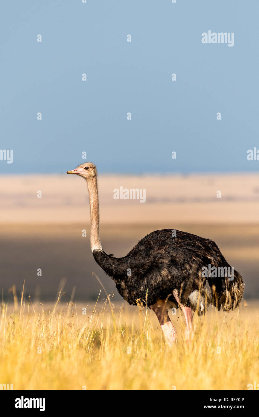 Wandern in theWild! Stockfoto