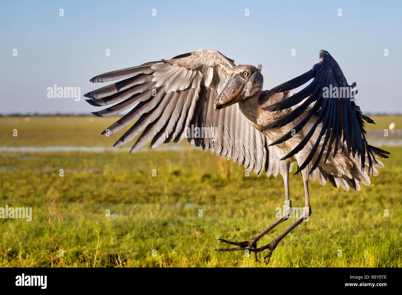 Schuhschnabel (Balaeniceps Rex) ist ein riesiger Vogel mit beeindruckenden Spannweite und finden Sie unter Bangweulu, Sambia. Stockfoto