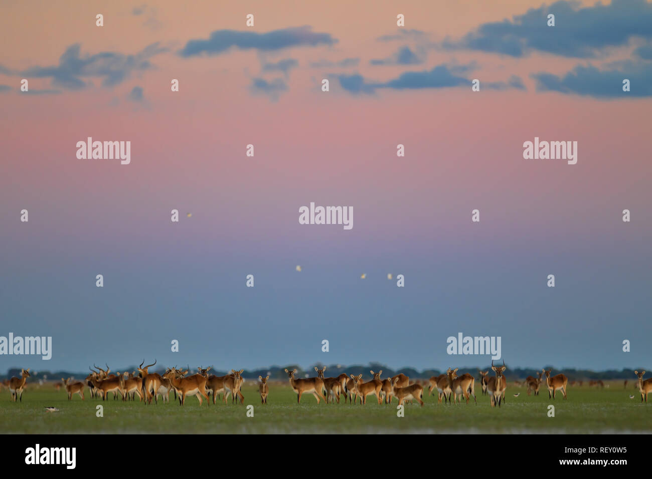 Bangweulu, Sambia, ist der einzige Ort zu sehen, schwarze Letschwe (Kobus Leche Smithemani) Stockfoto