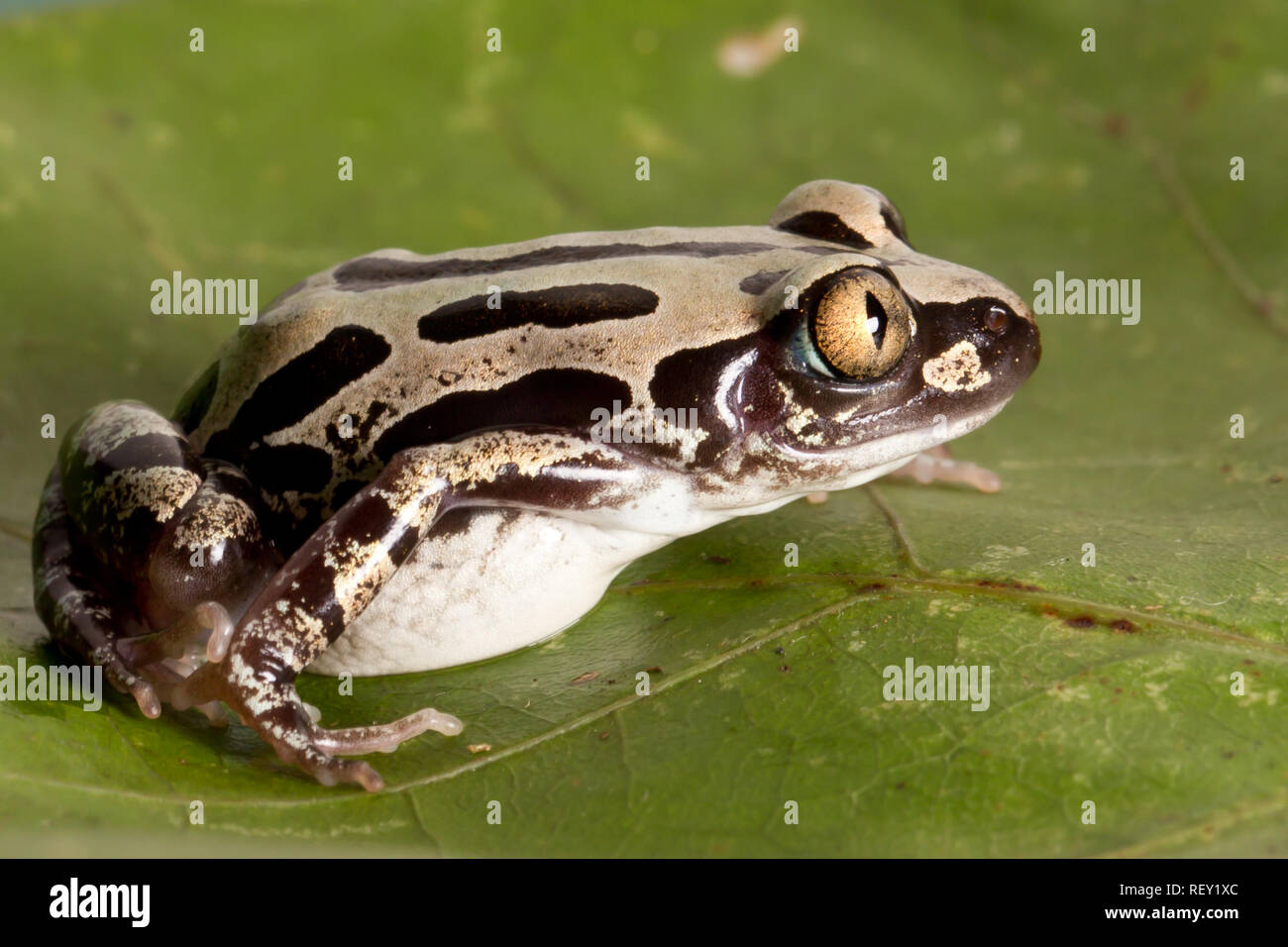 Sprudelnde Kassinas, Kassina senegalensis, eine auffallende Schwarze und goldene Färbung und sind Mitglieder der hyperoliid Gattung. Stockfoto