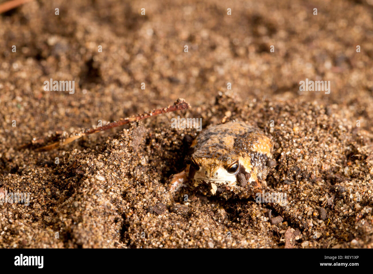 Rain frog south africa -Fotos und -Bildmaterial in hoher Auflösung – Alamy