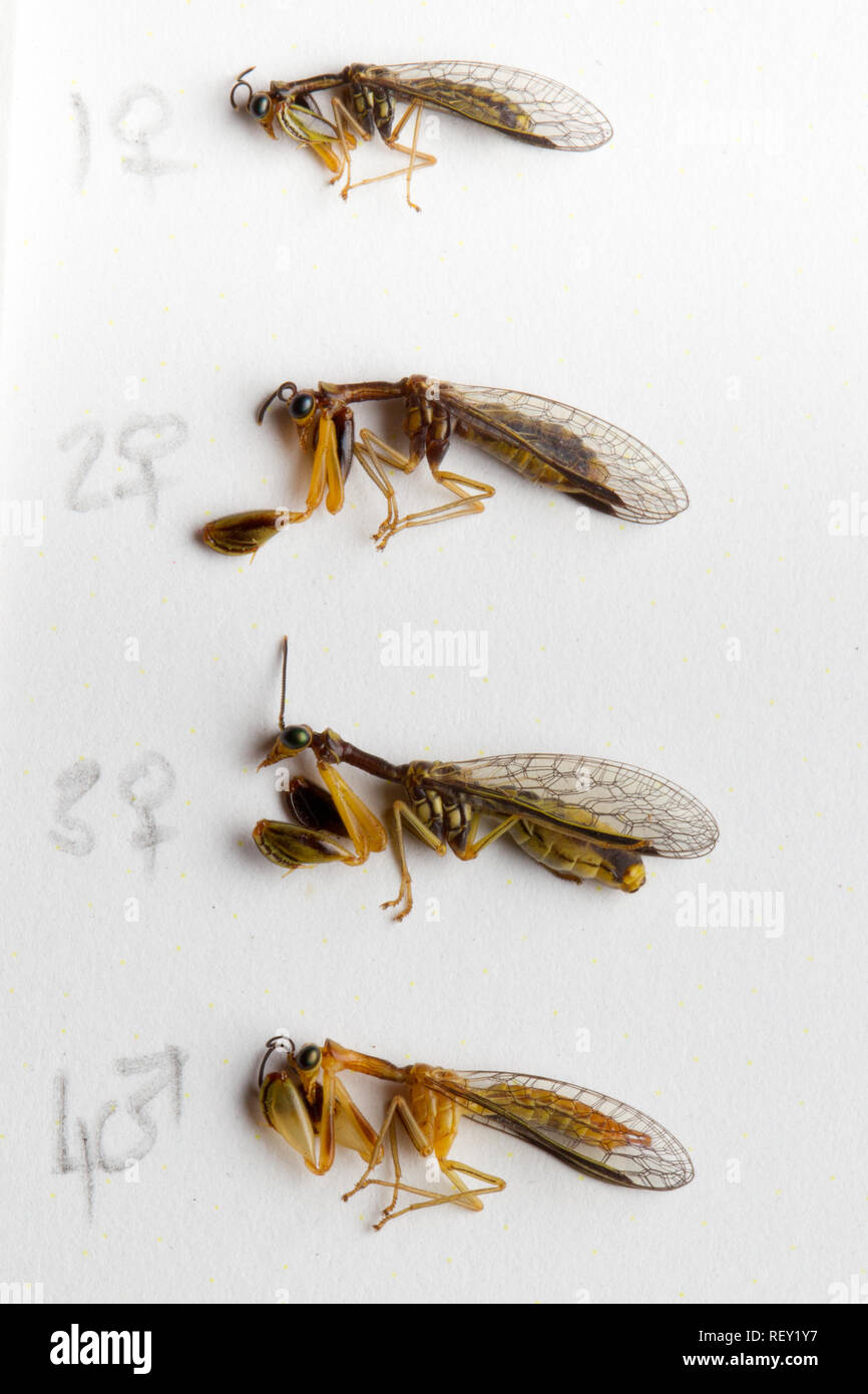 Die Makroaufnahme zeigt Details der entomologischen Sammlung von Mantispid sp., Florfliegen, Ordnung Neuroptera in Richards Bay, KwaZulu-Natal, Südafrika Stockfoto