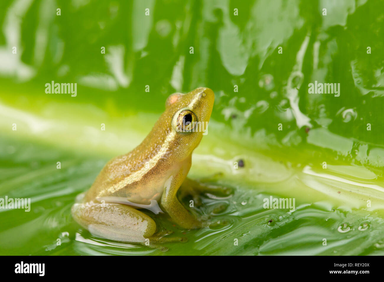 Eine besonders gefährdete Pickersgill Reed's Frosch, Hyperolius pickersgilli, Sitzstangen auf einem Blatt in der Nähe von Richards Bay, KwaZulu-Natal, Südafrika. Stockfoto