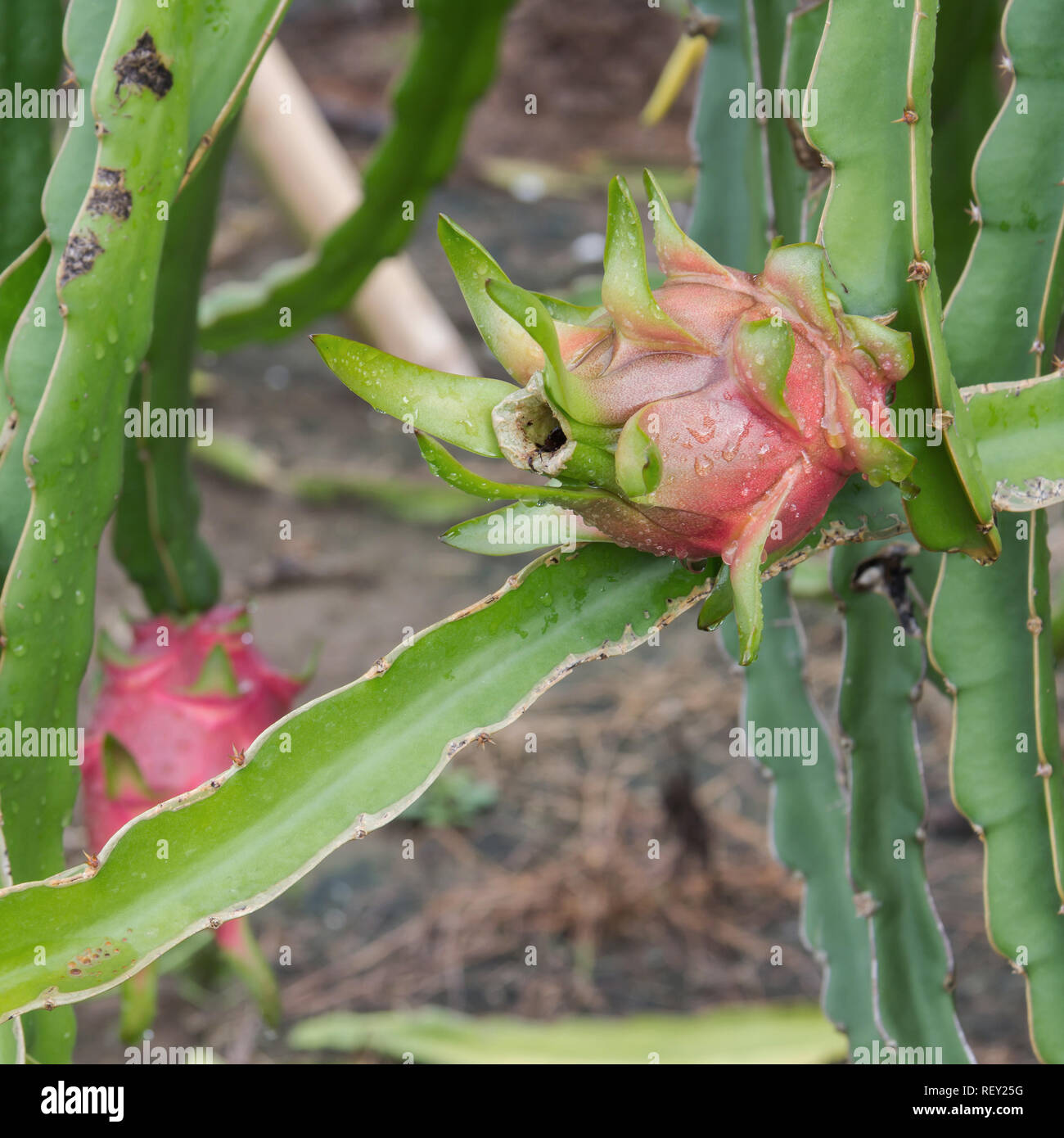 Drachenfrucht Pitaya, am Baum Stockfoto