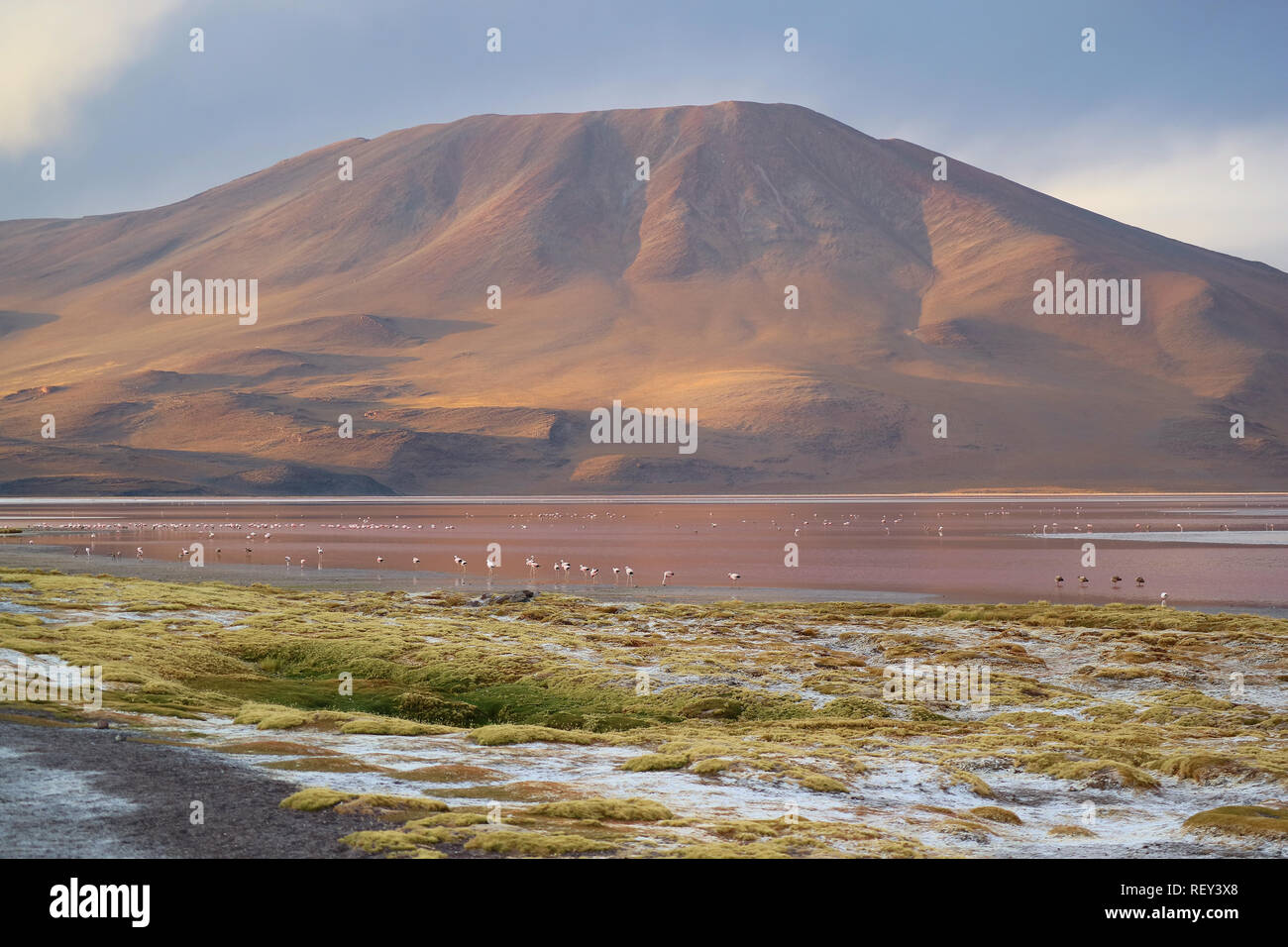 Amazing Red Salt Lake oder Laguna Colorada mit unzähligen Flamingos auf der Hochebene von Potosi, Bolivien, Südamerika Stockfoto