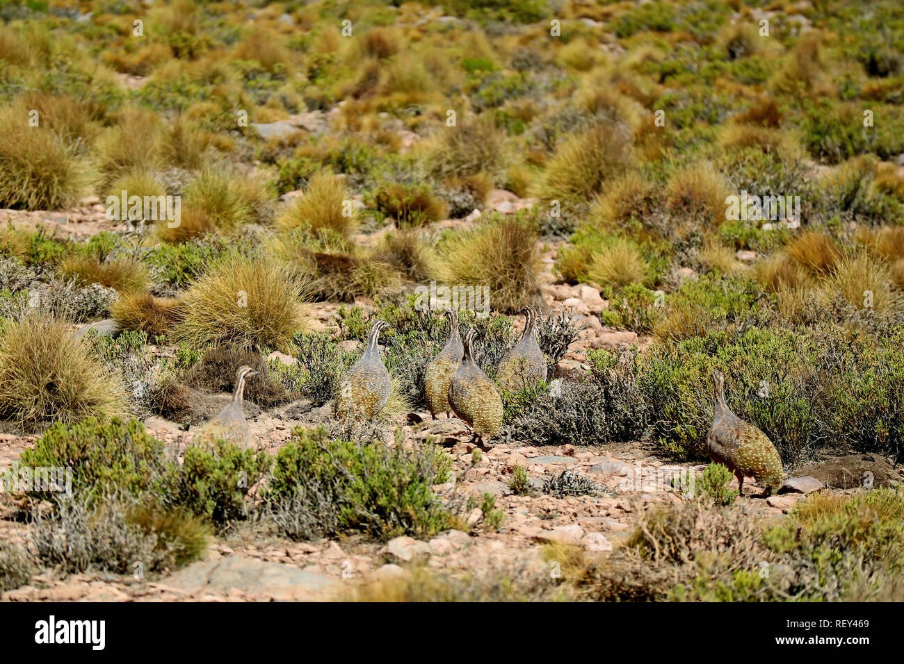 Gruppe von Puna Tinamou Vögel Beweidung in der Puna Grasland der Fauna der Anden Eduardo Avaroa National Reserve, Potosi, Bolivien Stockfoto