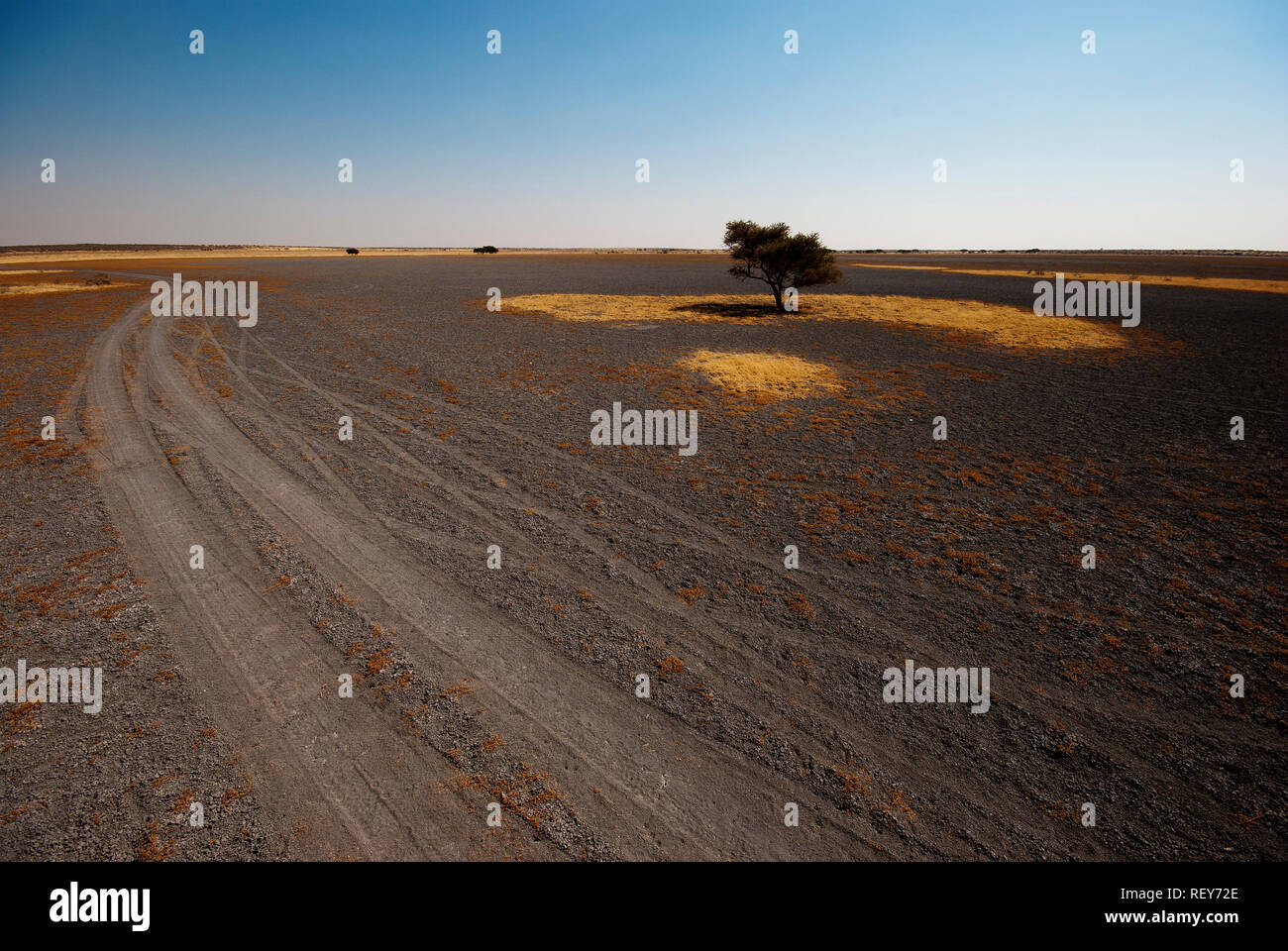 Einsamer Baum in der Weite der Deception Valley Pan, Central Kalahari National Park, Botswana Stockfoto