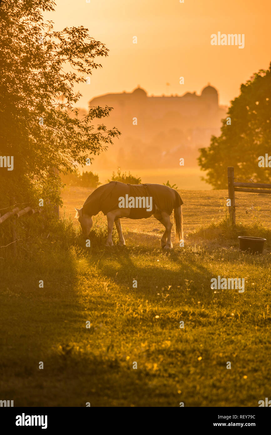 Grasende Pferd in Weiden mit der Skyline Sonnenuntergang in Uppsala, Schweden, Skandinavien. Stockfoto