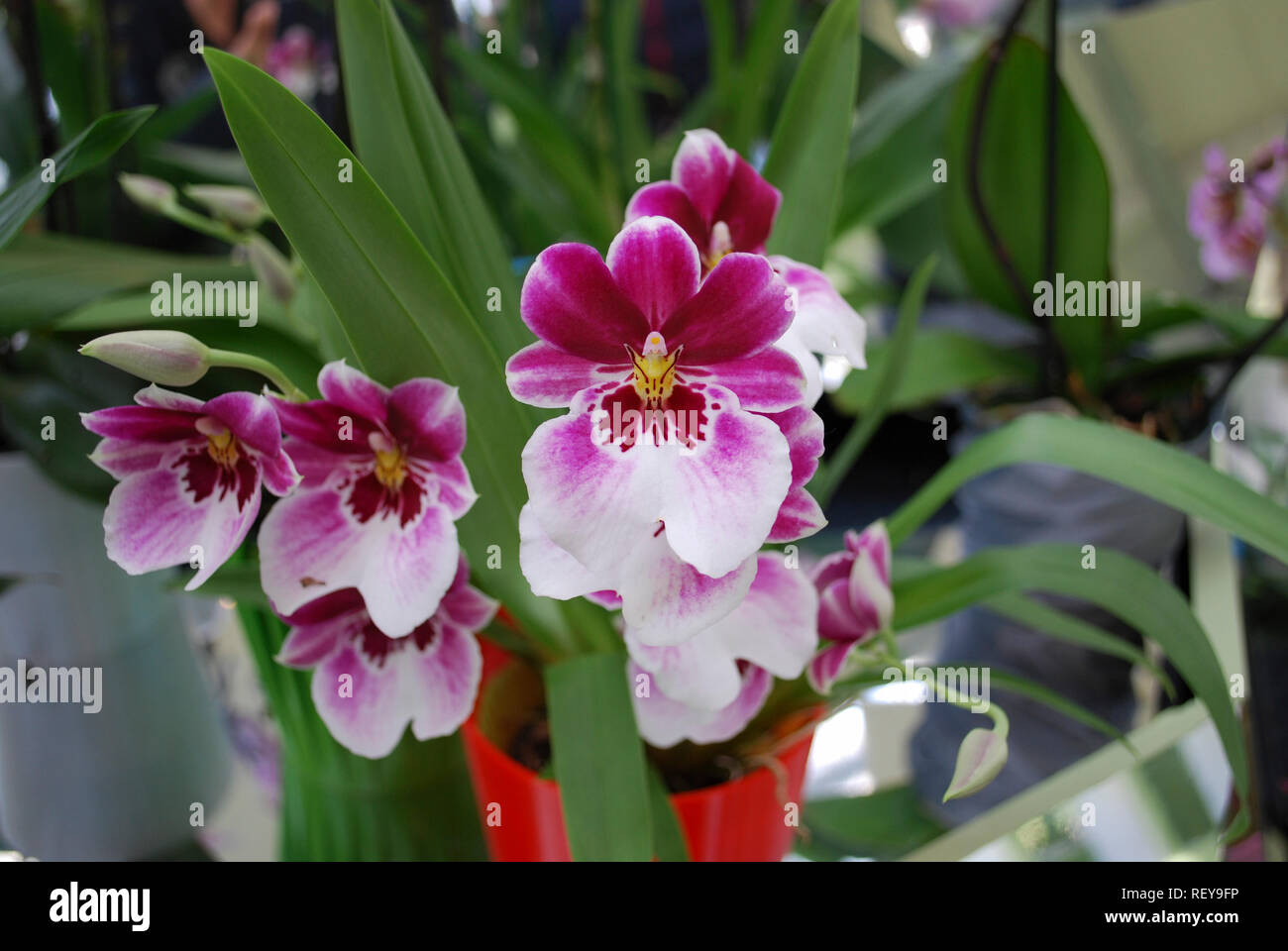 Miltoniopsis orchidee Stockfotos und bilder Kaufen Alamy
