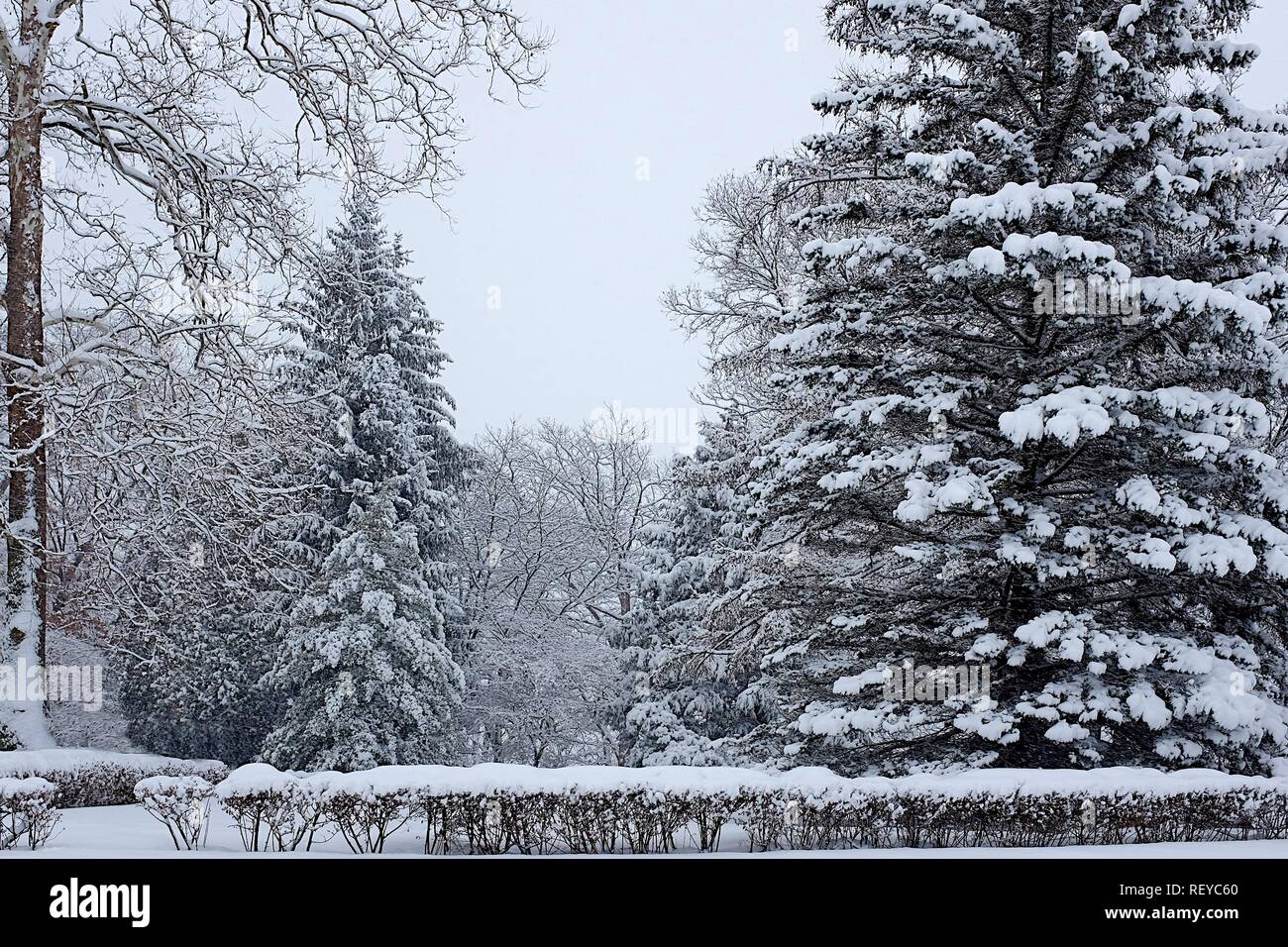 Schnee bedeckt Evergreens Stockfoto