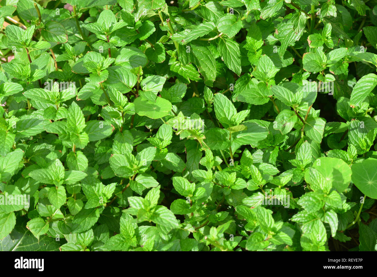 Die grüne Minze, oder Speer Minze (Mentha Spicata) (auch bekannt als Mentha viridis) ist eine Pflanzenart aus der Gattung der Minze native zu viel von Europa und Asien Stockfoto