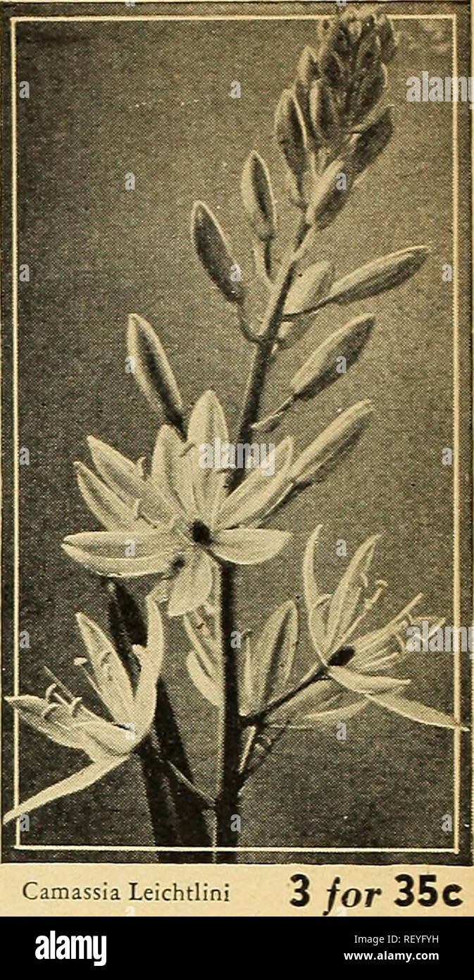 . Dreer der Pflanzung guide Herbst 1944. Die Glühbirnen (Pflanzen) Kataloge; Blumen Samen Kataloge; Gartengeräte und Zubehör Kataloge; Baumschulen (Gartenbau) Kataloge. Brodiaea - ein Eingeborener von unserem weit im Westen. Camassia Leichtlin Dreer Hardy Blumenzwiebeln, die Blüte im Frühling, Sommer, Herbst & Amp; Hardy Lampen bringen in unseren Gärten eine Fülle von bunten Blumen. Alle von ihnen sind einfach zu wachsen und die Blüte im Frühjahr sind besonders wel-kommen. Obwohl sie sind klein, Sie wirklich schön sind. Zum Beispiel Iris reticu-Lata, die uns begrüßt, kurz nachdem der letzte Schnee schmilzt Nehmen Stockfoto