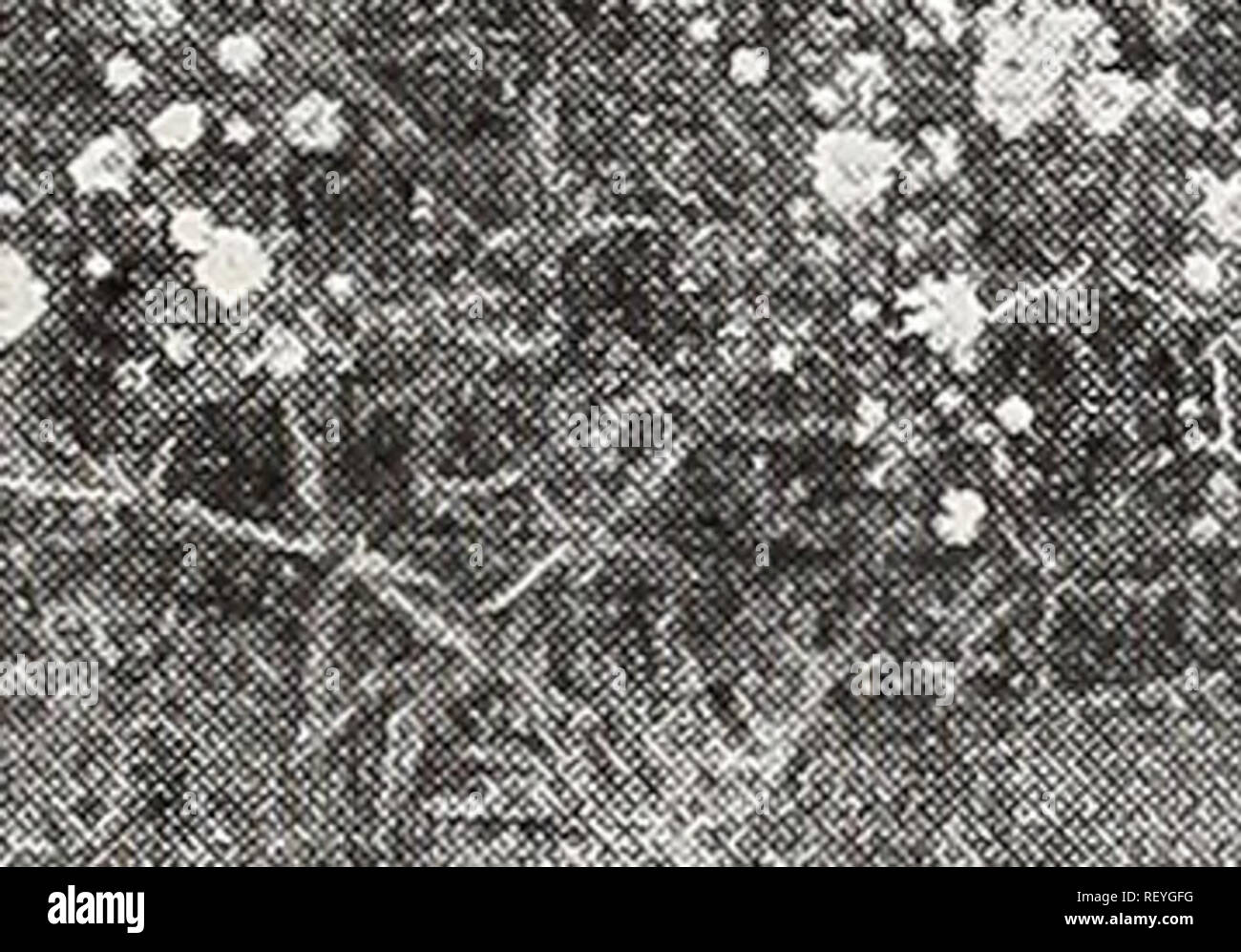 . Dreer die Neuheiten und Spezialitäten für 1937. Blumen Samen Samen Kataloge Kataloge; Gemüse; Baumschulen (Gartenbau) Kataloge; Gartengeräte und Zubehör Kataloge. HENRY A. DREER, Philadelphia, Pa. Geum chiloense - Avens eine hübsche Grenze Pflanzen, über wachsende ist 18 cm hoch und pro-risikoverringerung auffällige bunte Blumen ab Mai den ganzen Sommer über. Borisii. Wahrscheinlich die Besten der Gattung, die ordentlich Laub Büschel mit verzweigten Stiele 8 bis 12 Zoll hoch. Leuchtend orange-roten Blüten. Mai-oktober. Feueropal (Neu). Ein schillerndes Reich scarlet mit orange Glanz. Sehr hervorragend. Stockfoto
