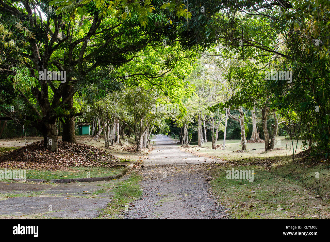 Metropolitan Naturpark in Panama City Stockfoto