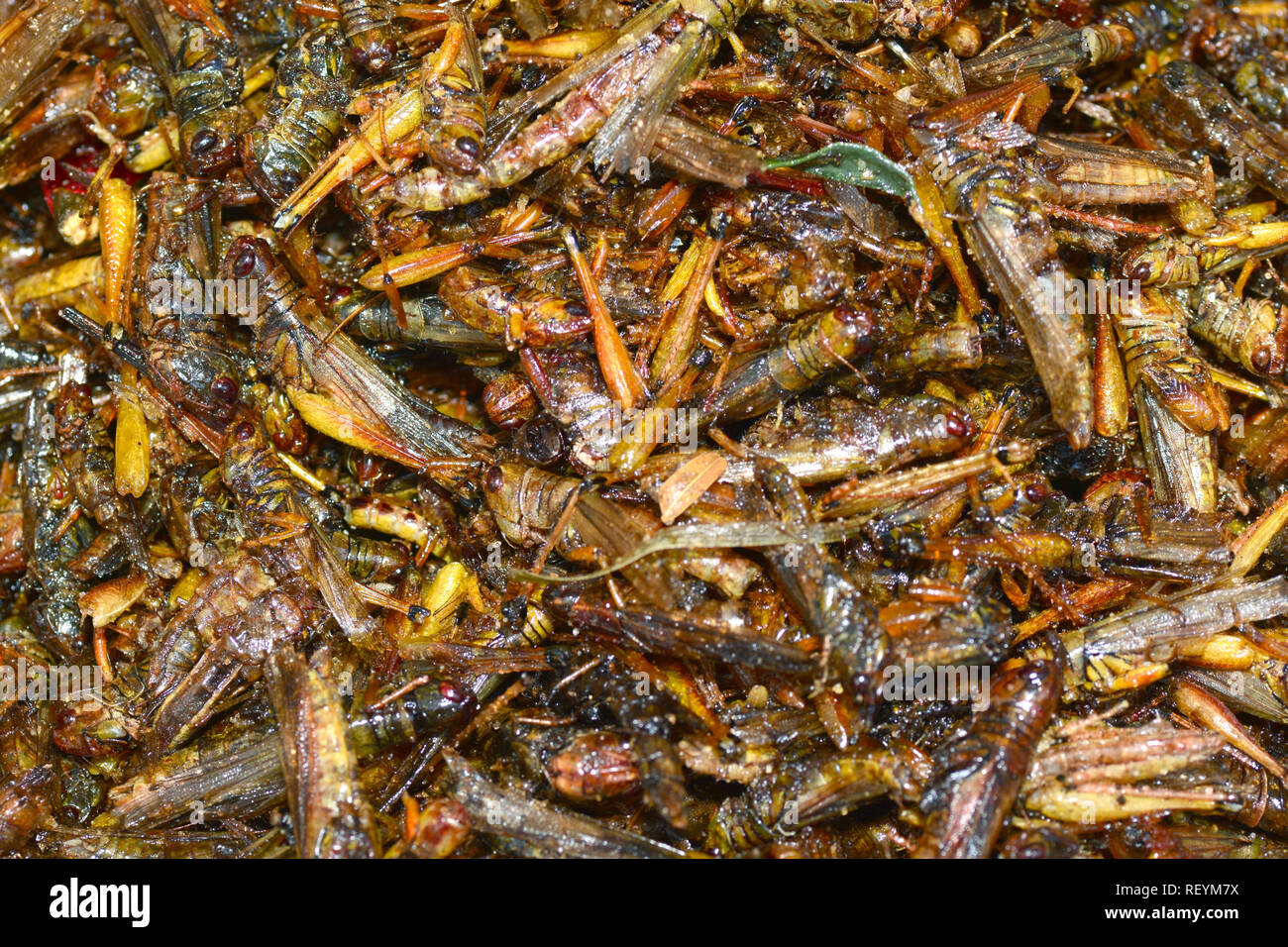 Gebratene Insekten in Bangkok ** Hinweis Wählen Sie Fokus mit geringer Tiefenschärfe Stockfoto