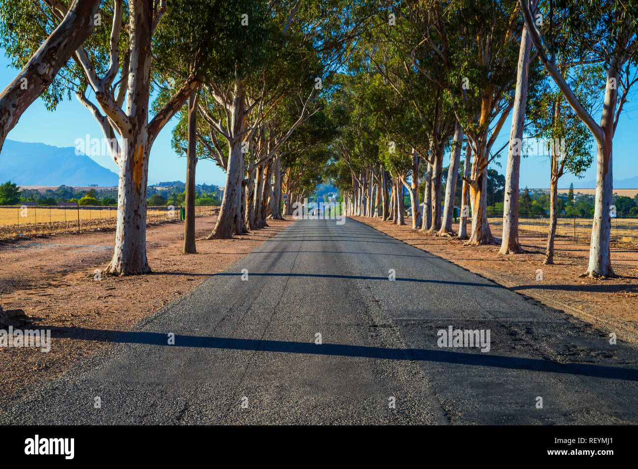 Straße durch eine Allee der Bäume, die zu einer Stadt in der Ferne. Provinz Western Cape, Südafrika Stockfoto