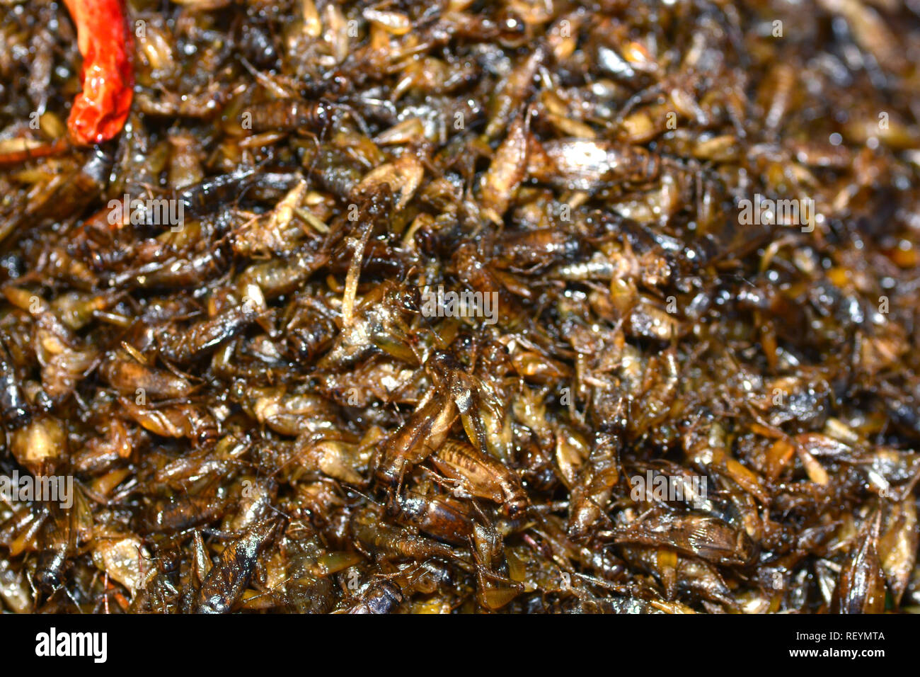Gebratene Insekten in Bangkok ** Hinweis Wählen Sie Fokus mit geringer Tiefenschärfe Stockfoto