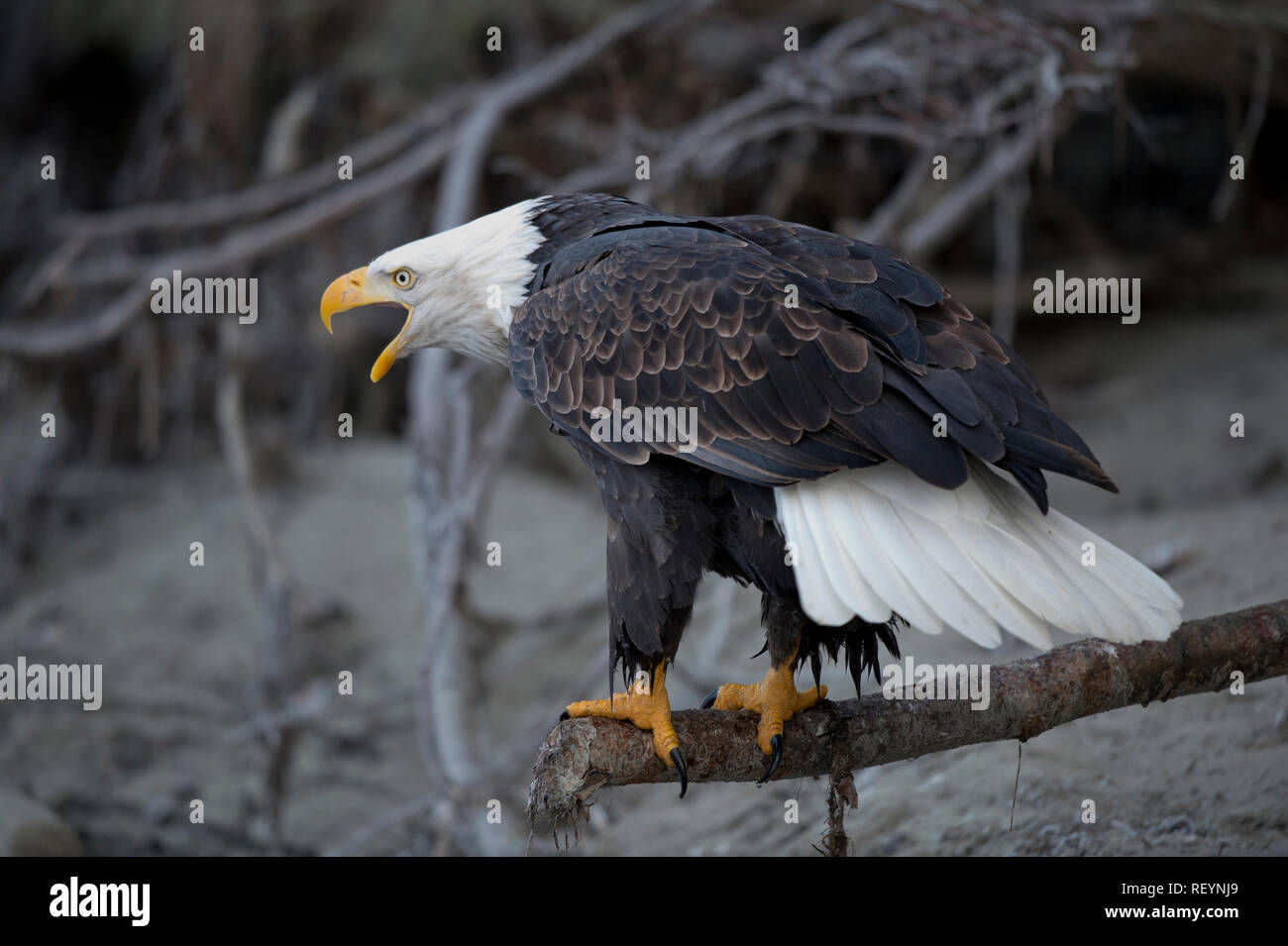 Nach Weißkopfseeadler vocalizingl im Alaska Chilkat Bald Eagle Preserve in der Nähe von Haines, Alaska Stockfoto