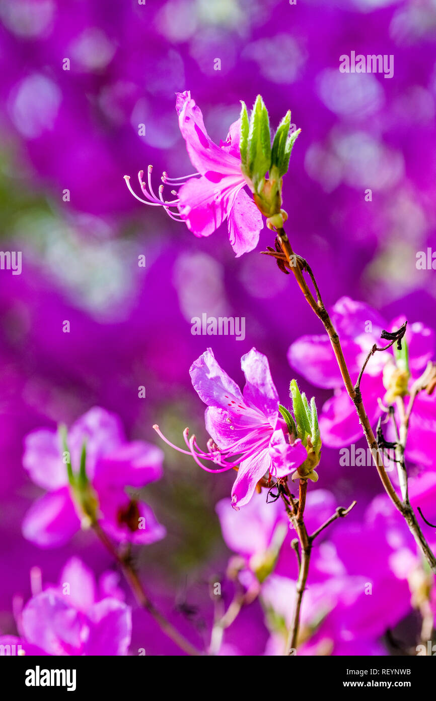 Nahaufnahme der Blüte lila Rhododendron Blumen (Ericaceae) Stockfoto