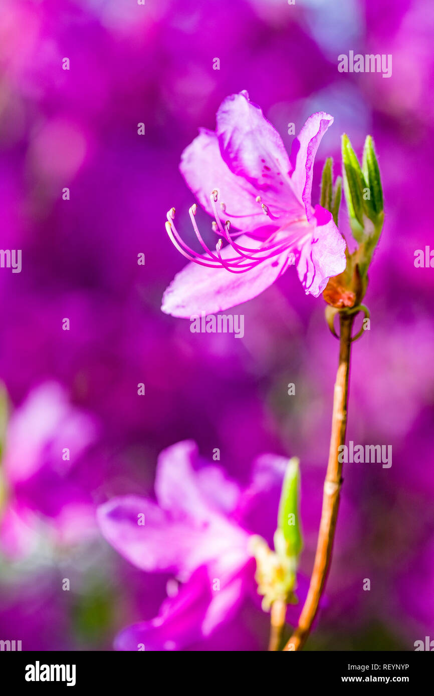 Nahaufnahme der Blüte lila Rhododendron Blumen (Ericaceae) Stockfoto