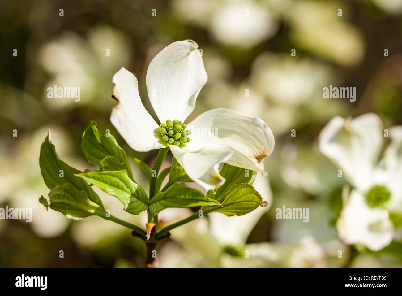 Blühende Hartriegel (Cornus Florida) Blühende Stockfoto