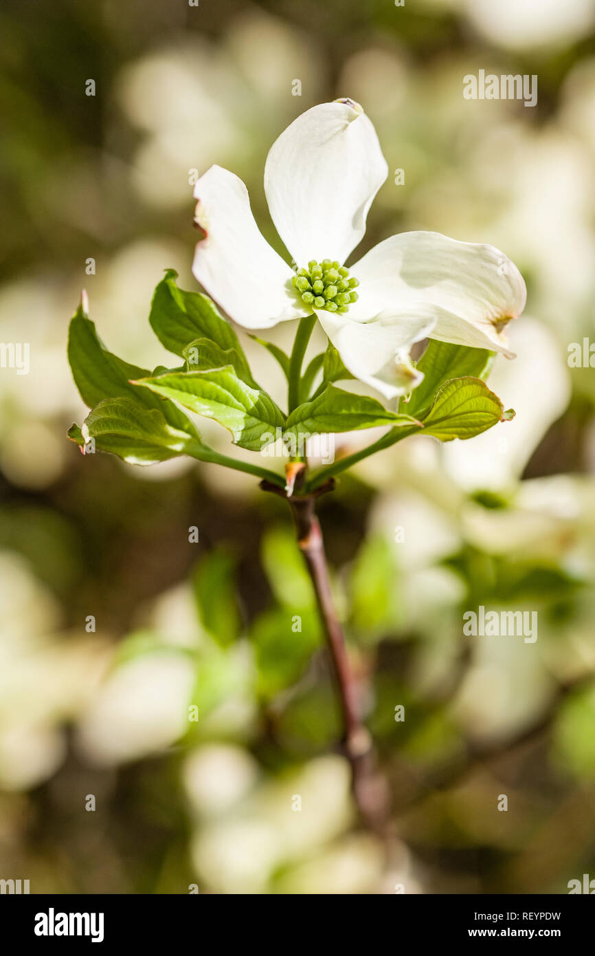 Blühende Hartriegel (Cornus Florida) Blühende Stockfoto
