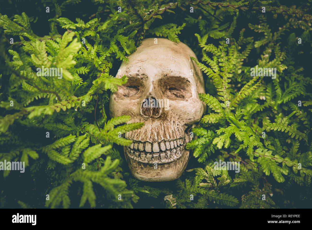 Menschlicher Schädel und grünes Blatt sind Leben Konzept Hintergründe. Stockfoto