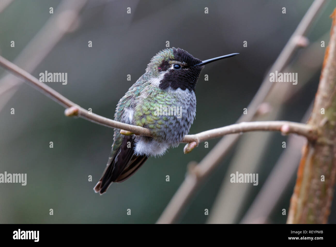 Männliche Annas Kolibri (Calypte Anna) auf einer Stange Stockfoto