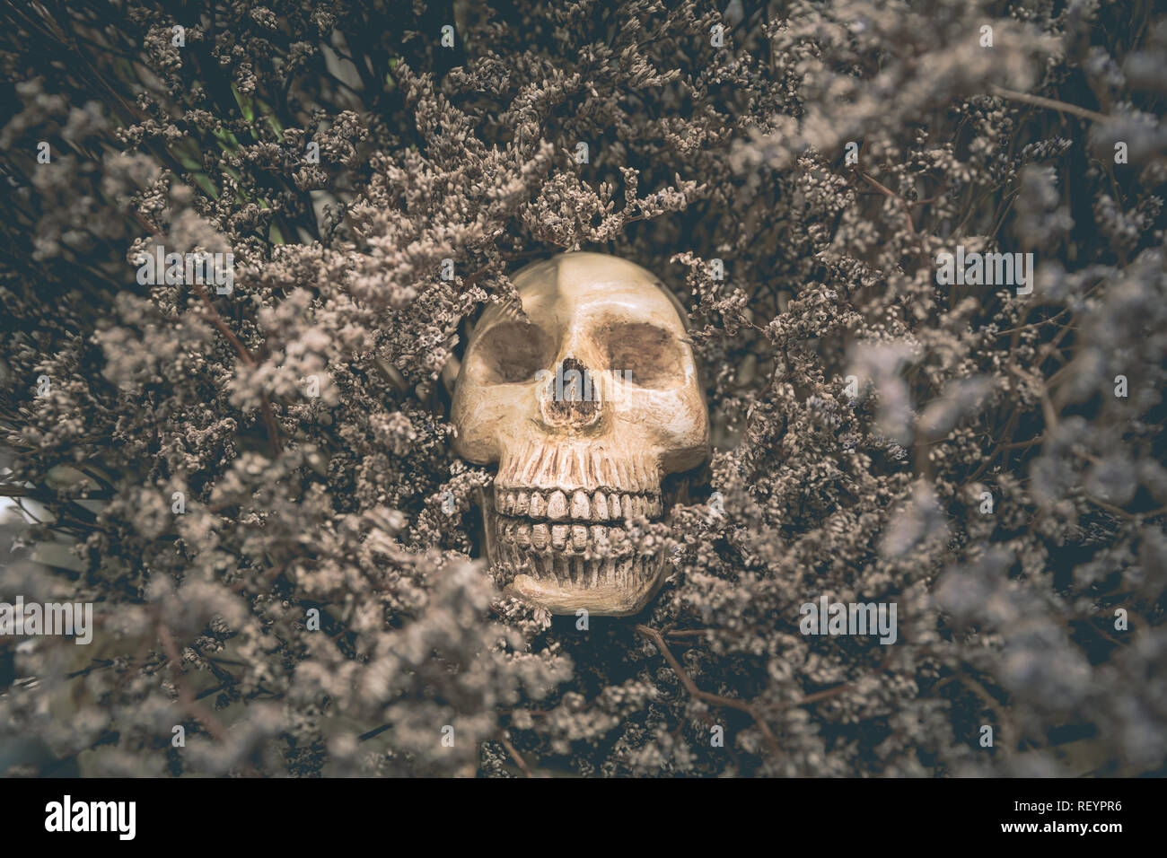 Menschlicher Schädel und alte getrocknete Blumen sind das Konzept Hintergrund. Stockfoto