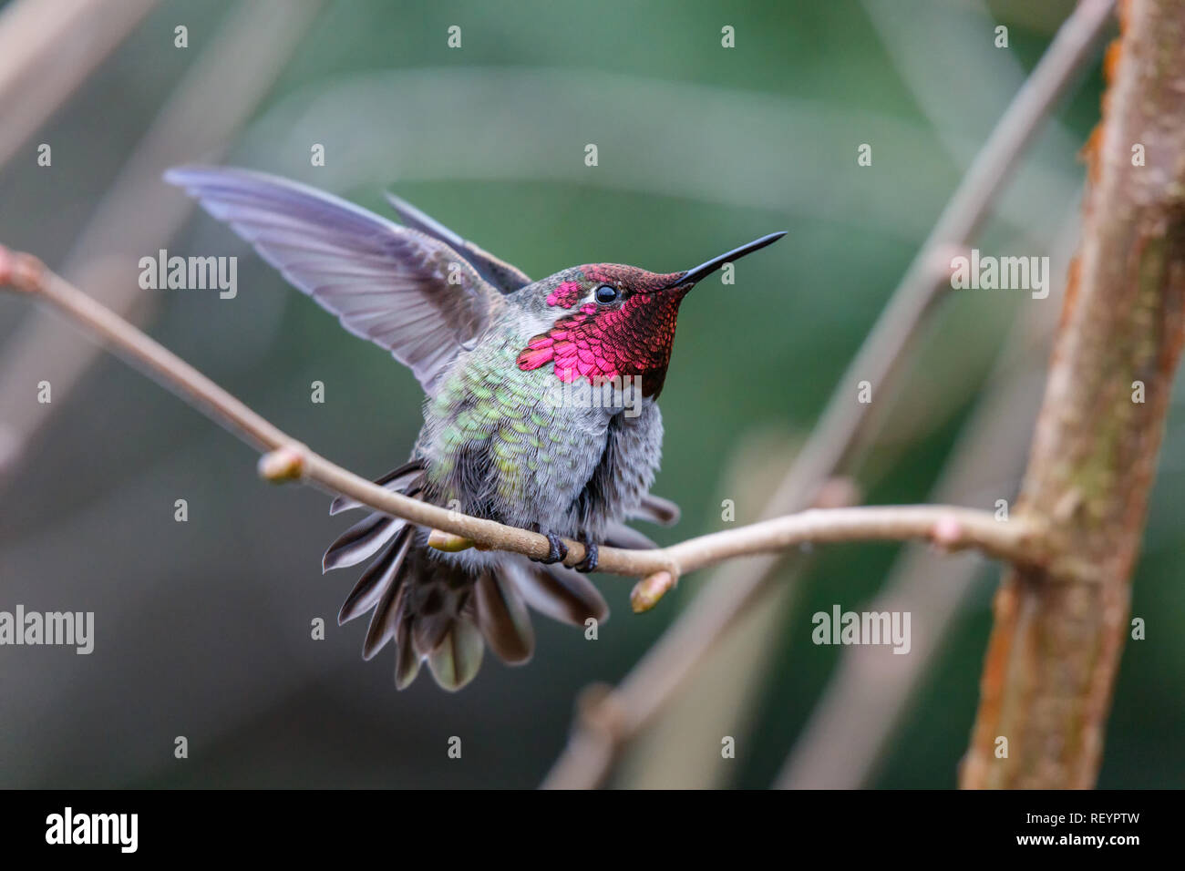 Männliche Annas Kolibri (Calypte Anna) auf einer Stange Stockfoto
