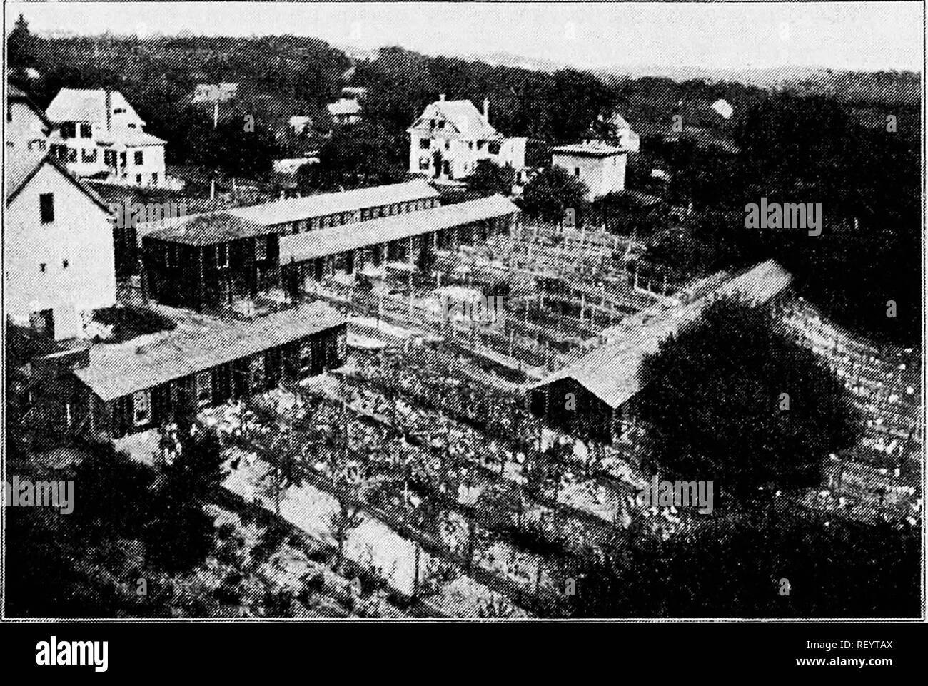 . Prinzipien und Praxis von Geflügel Kultur. Geflügel. Wirtschaftliche ASPEKTE VON GEFLÜGEL KULTUR 33 nach Hause will erfüllt sind. Normalen landwirtschaftlichen Bedingungen und Methoden benötigen, die hier nicht beschrieben werden, aber einige der speziellen Entwicklungen entlang dieser Linie muss als zu Ihren allgemeinen Merkmale beschrieben werden, obwohl diese Funktionen werden Mehr- priately unter spezielle Themen kommen. Factory Methoden in Geflügel Kultur. Die intensive Geflügelhaltung Werk gewidmet vor allem Eierproduktion, mit dem Verkauf von Geflügel und oft reinrassiger Bestand und Bruteier als Zubehör, lange der Mo war Stockfoto