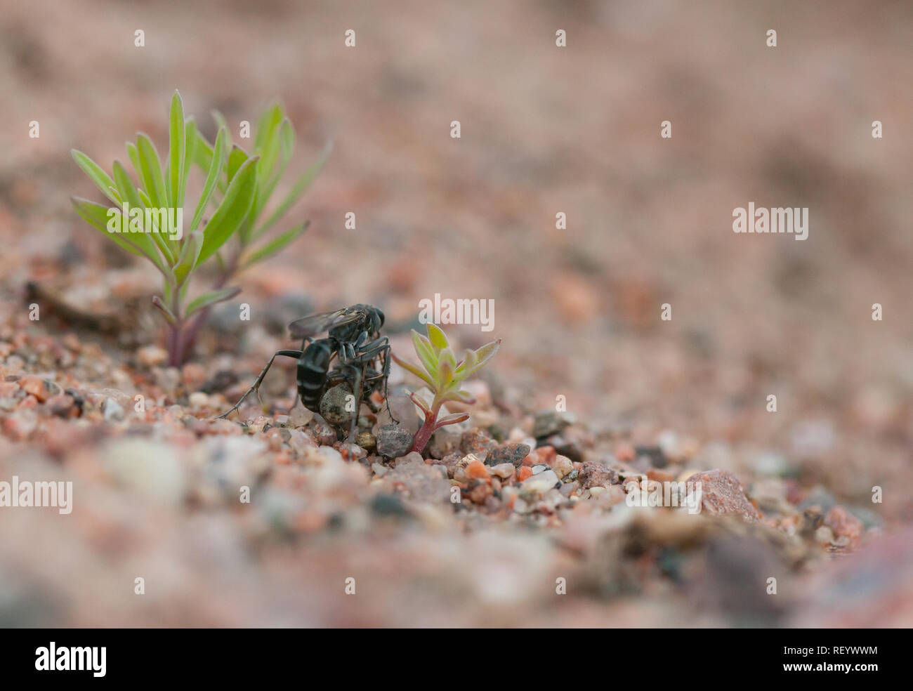 Bleierne spinne Wespe mit Beute Stockfoto