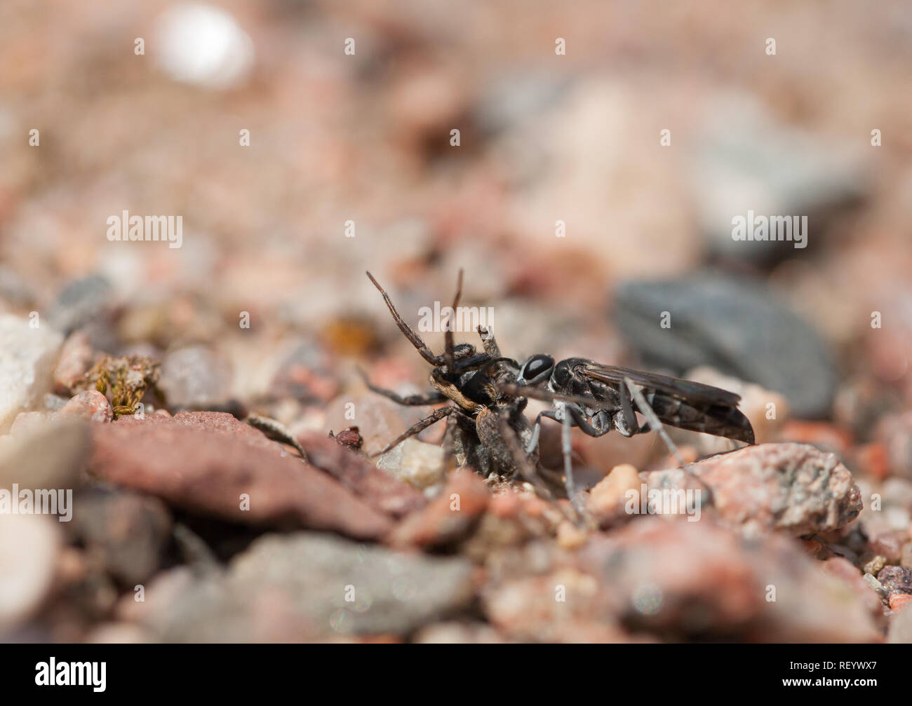 Bleierne spinne Wespe mit Beute Stockfoto