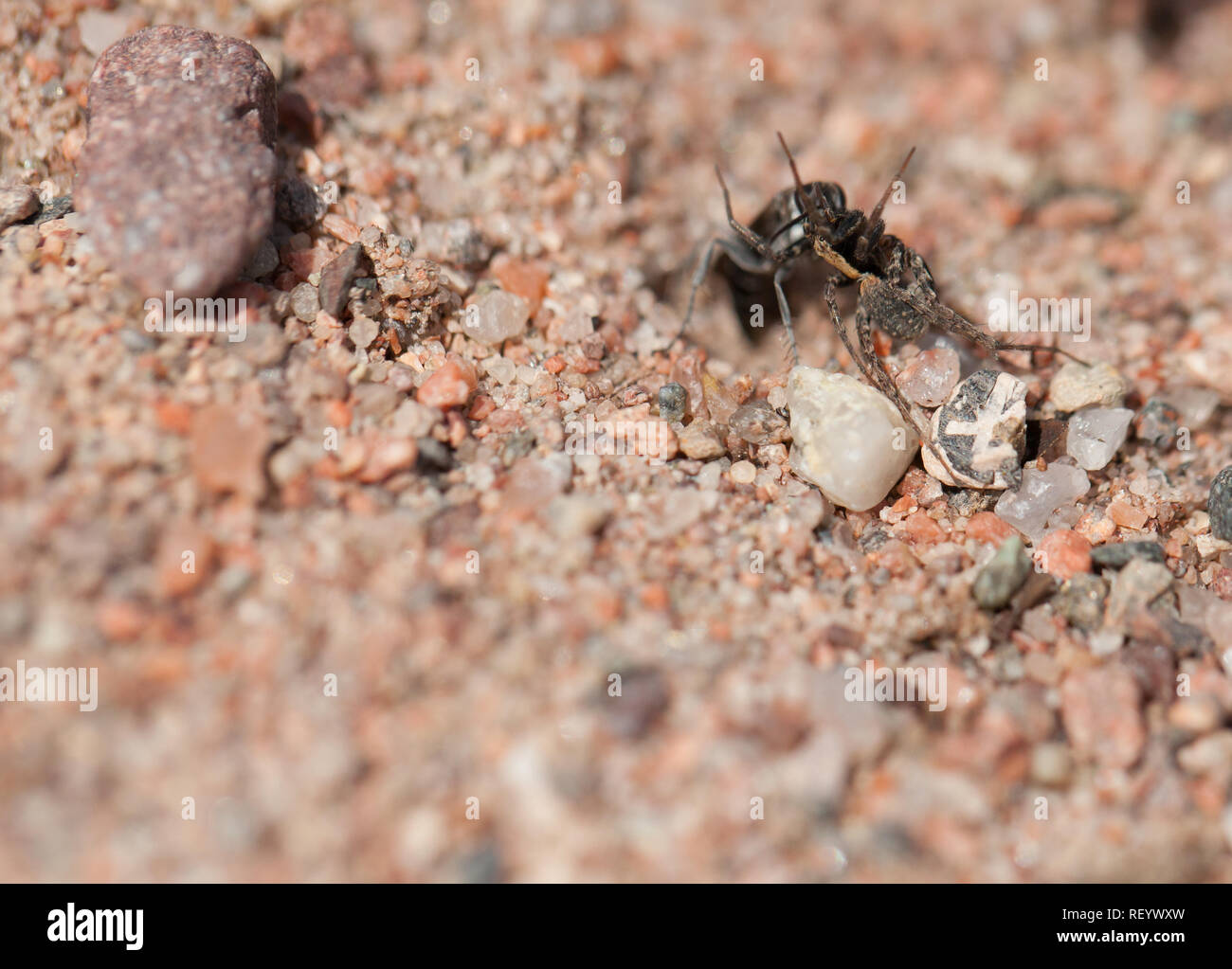 Bleierne spinne Wespe mit Beute Stockfoto