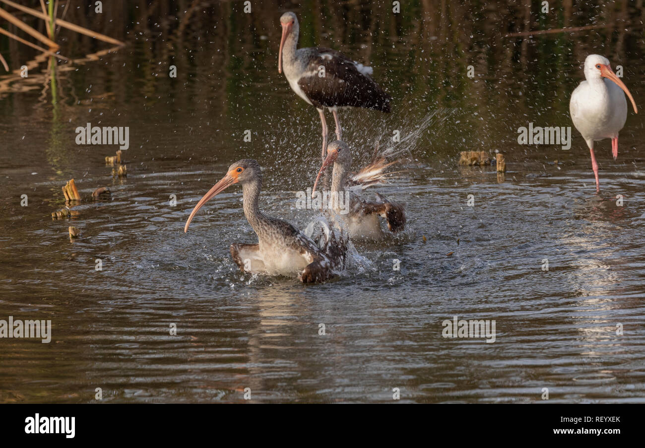 Gruppe von unreifen American White ibis, Eudocimus Albus baden und waschen in Lagune, Texas Küste. Stockfoto
