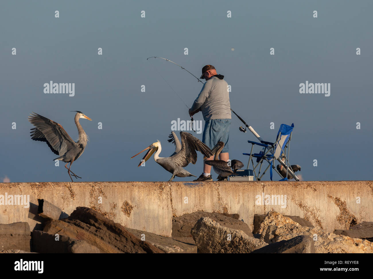 Fischer mit aufmerksamen Great Blue Heron, Ardea Herodias und Braune Pelikane am Bootsanleger, Port Aransas, Texas. Stockfoto